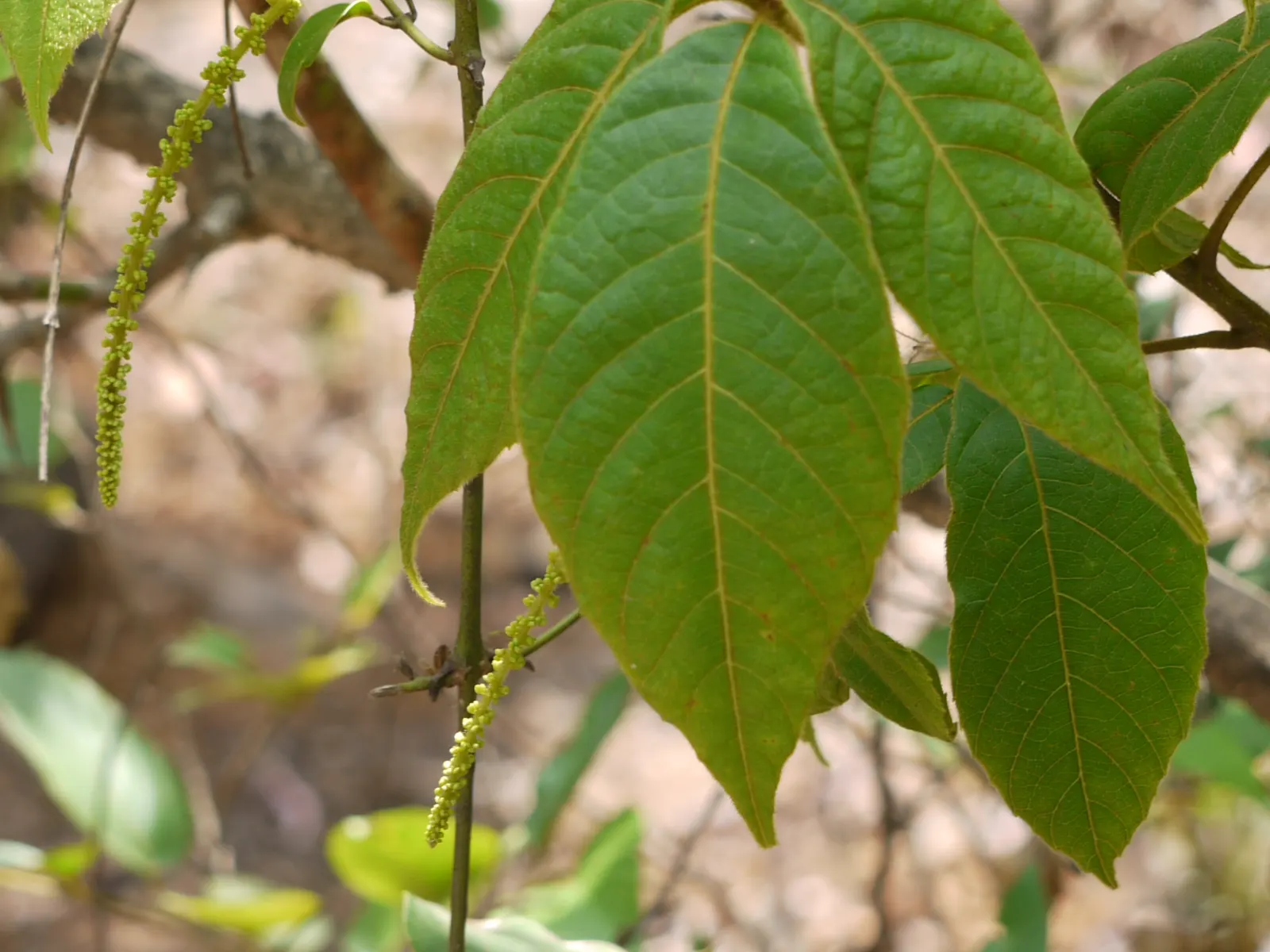 Smooth Sumac (Rhus Glabra) — Its extensive root system provides excellent erosion control, while the berries attract wildlife; which extend from 12 to 24