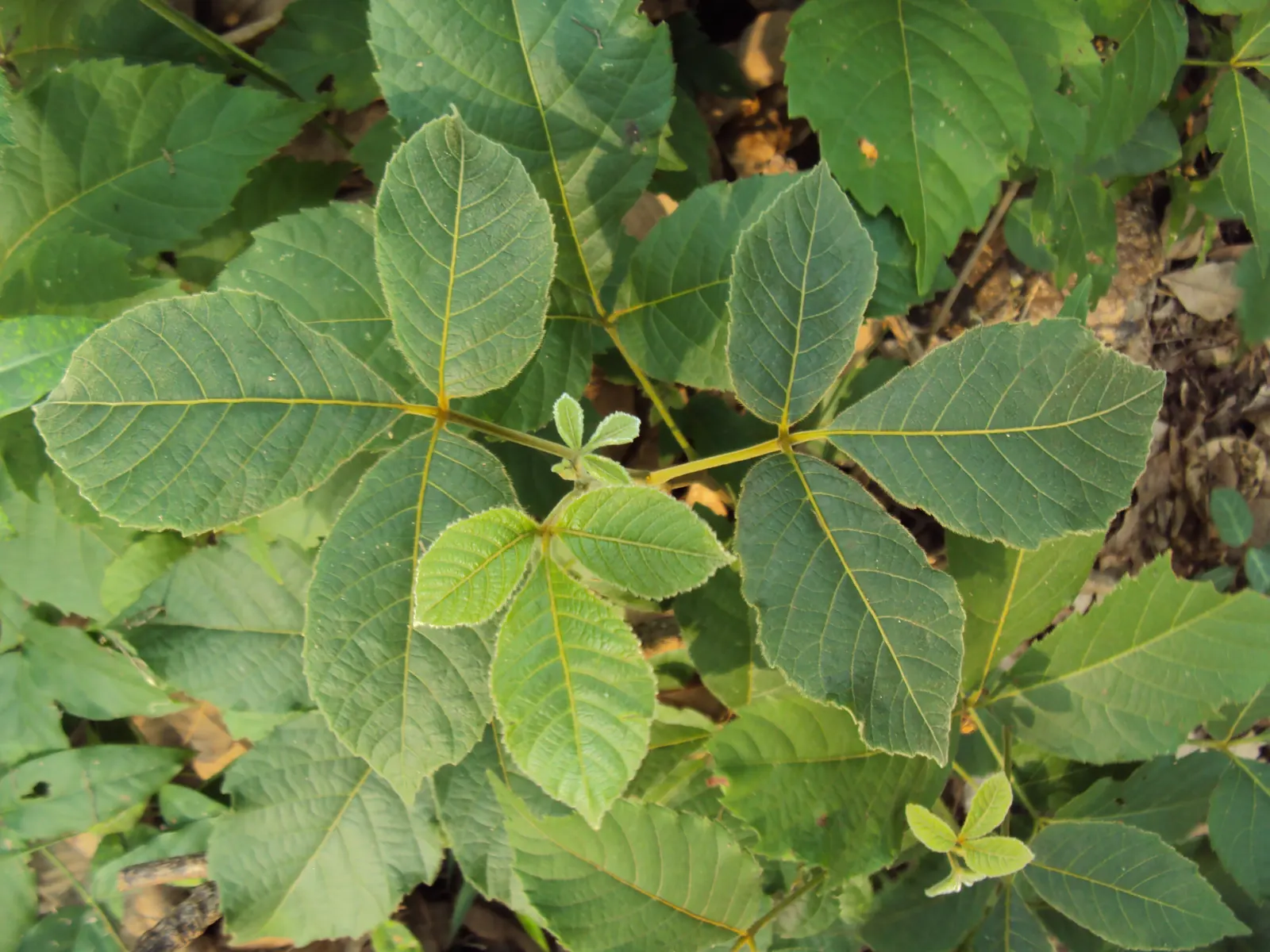 Smooth Sumac (Rhus Glabra) — although it is tolerant of poor soils and drought once established; although it can reach up to 20 feet in optimal conditions