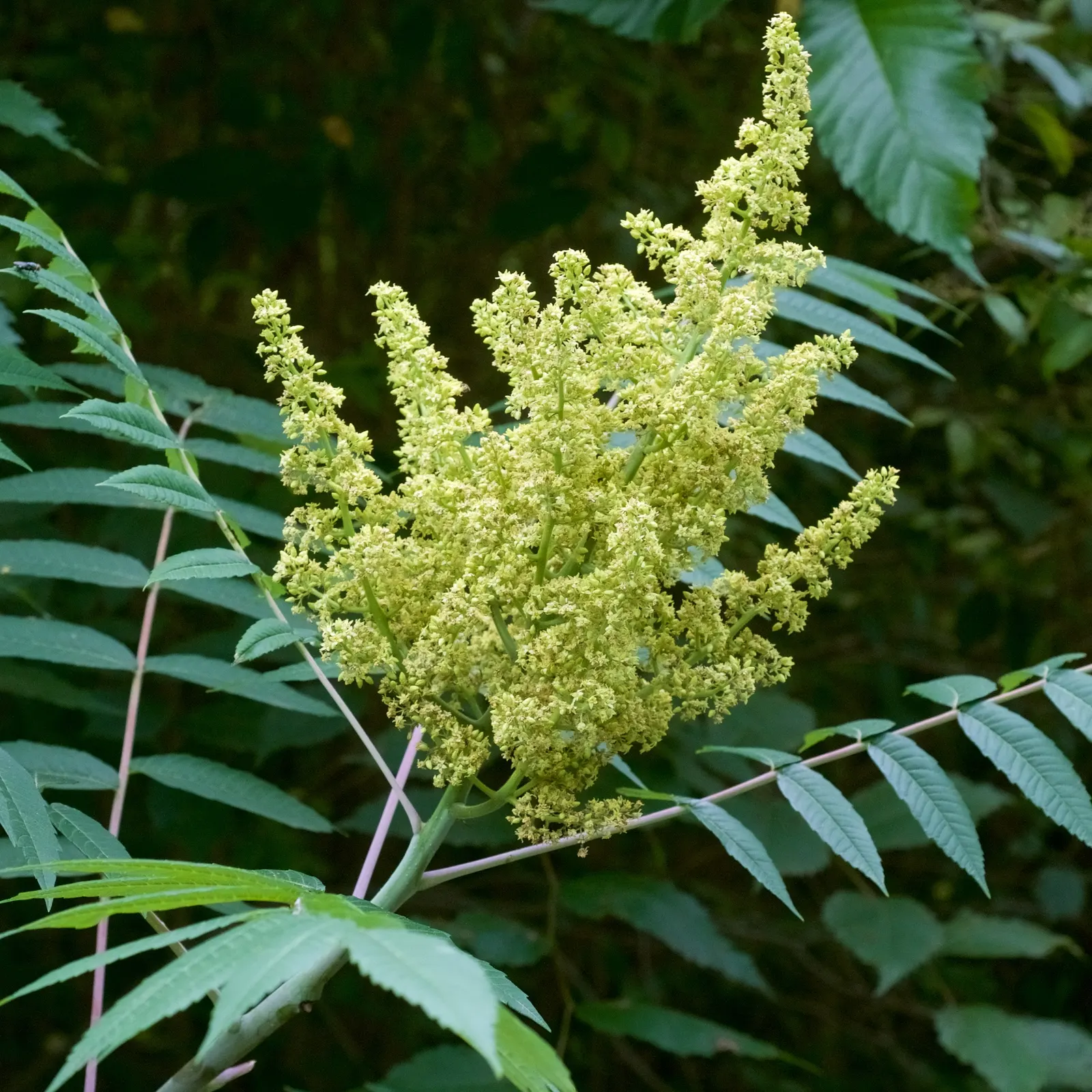Smooth Sumac (Rhus Glabra) — although it can reach up to 20 feet in optimal conditions