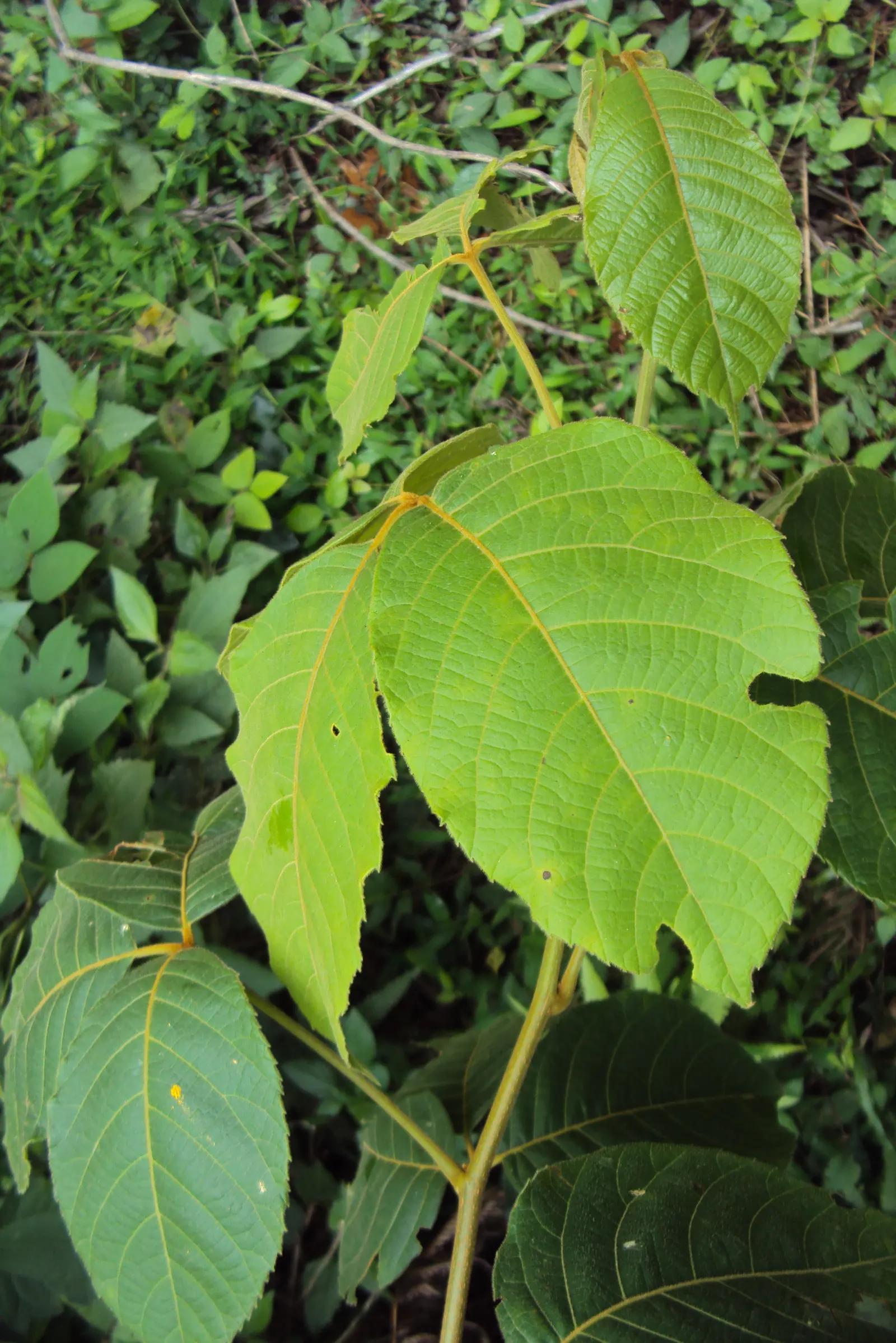 Smooth Sumac (Rhus Glabra) — The sumac's hardiness zones range from 3 to 9; and wildlife support.<br><br>Rhus glabra typically grows to a height of 5 to 15