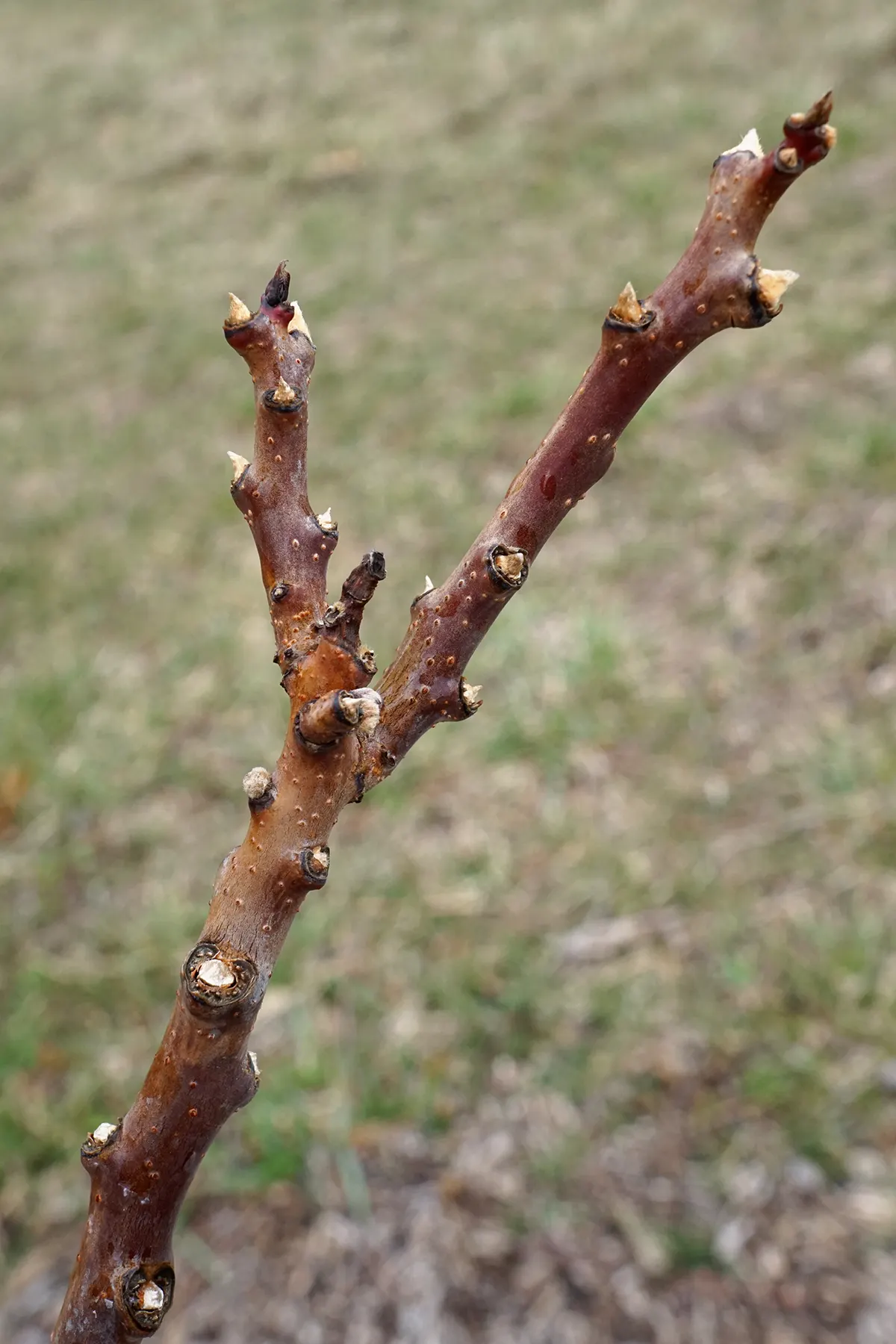 Smooth Sumac (Rhus Glabra) — consisting of 11 to 31 individual leaflets