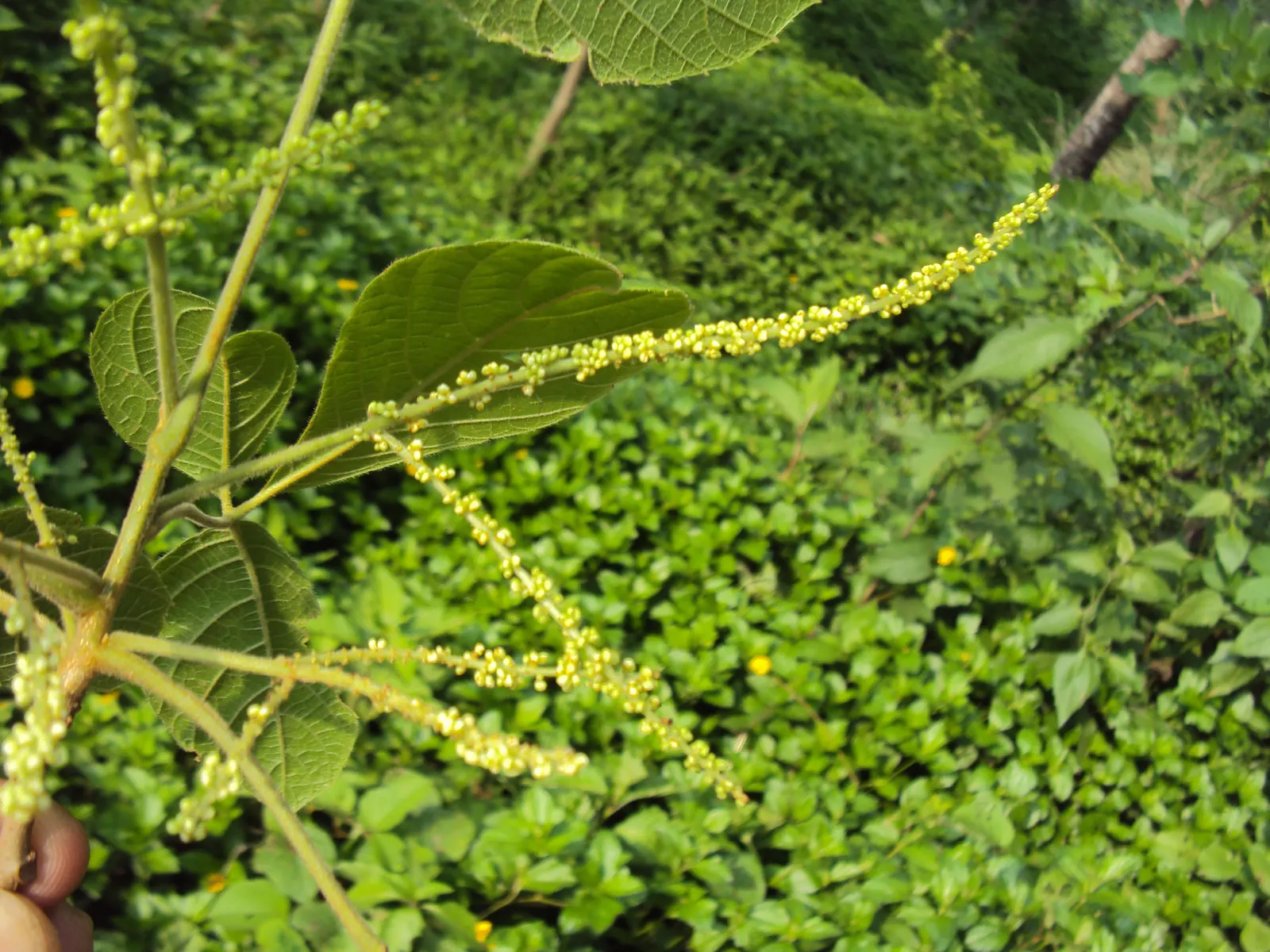 Smooth Sumac (Rhus Glabra) — providing visual interest and food for wildlife.<br><br>Adaptable to a variety of soil conditions; making it a robust choice for