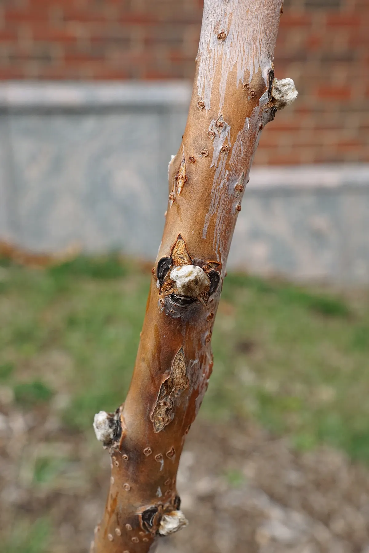 Smooth Sumac (Rhus Glabra) — Ideal for naturalized or wildlife gardens; note that Rhus glabra is dioecious