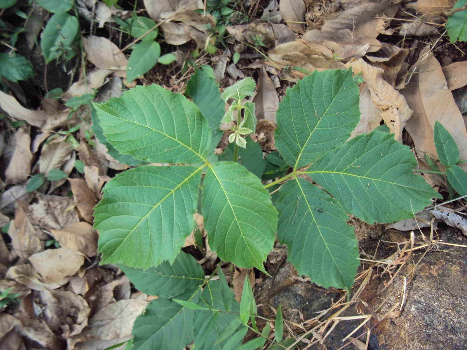 Smooth Sumac (Rhus Glabra) — although it is tolerant of poor soils and drought once established