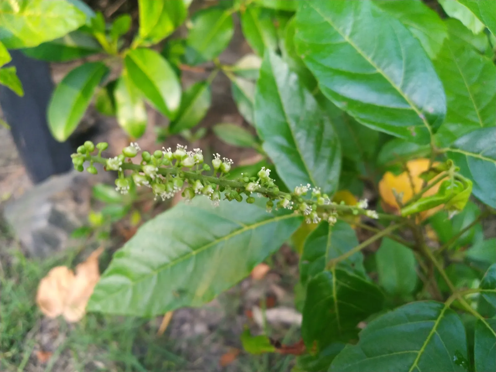 Smooth Sumac (Rhus Glabra) — Smooth Sumac (Rhus glabra) is a deciduous shrub native to North America