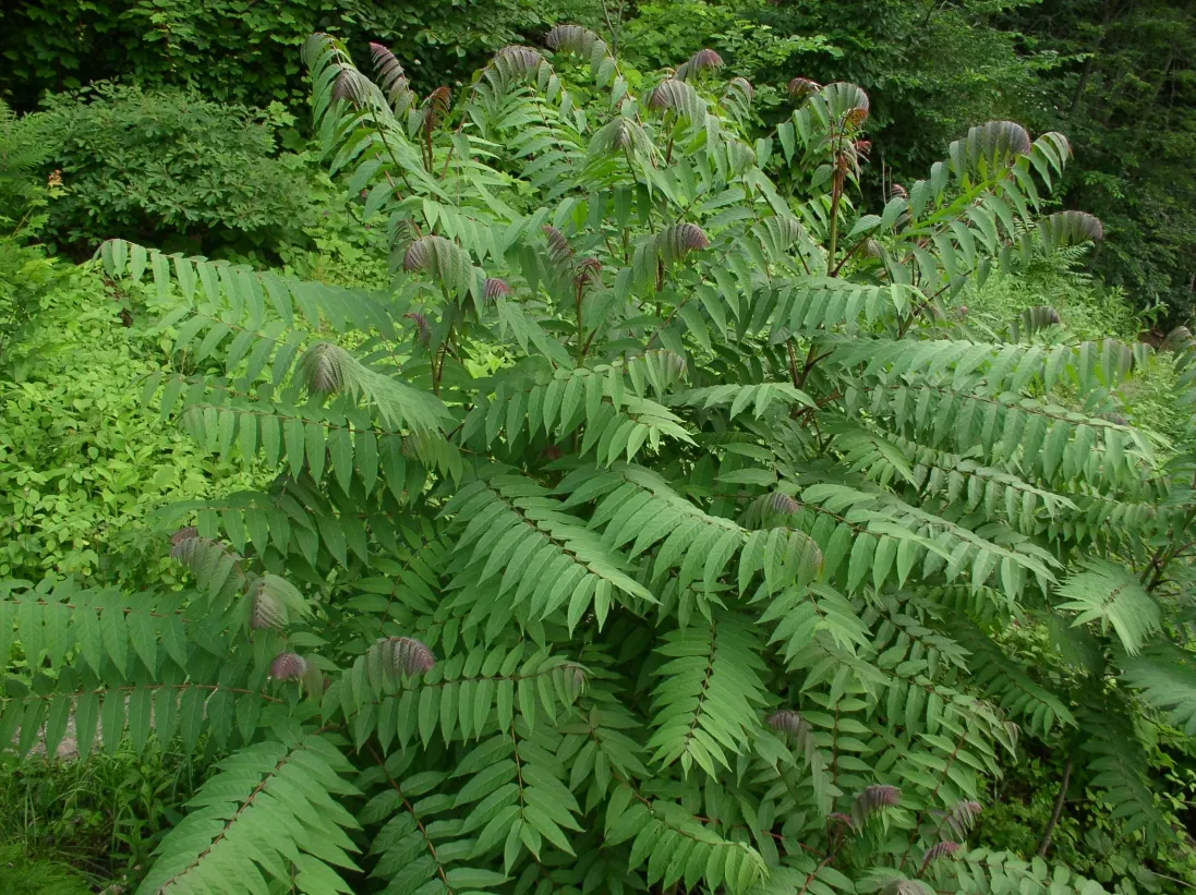 Smooth Sumac (Rhus Glabra) — requiring both male and female plants for fruit production
