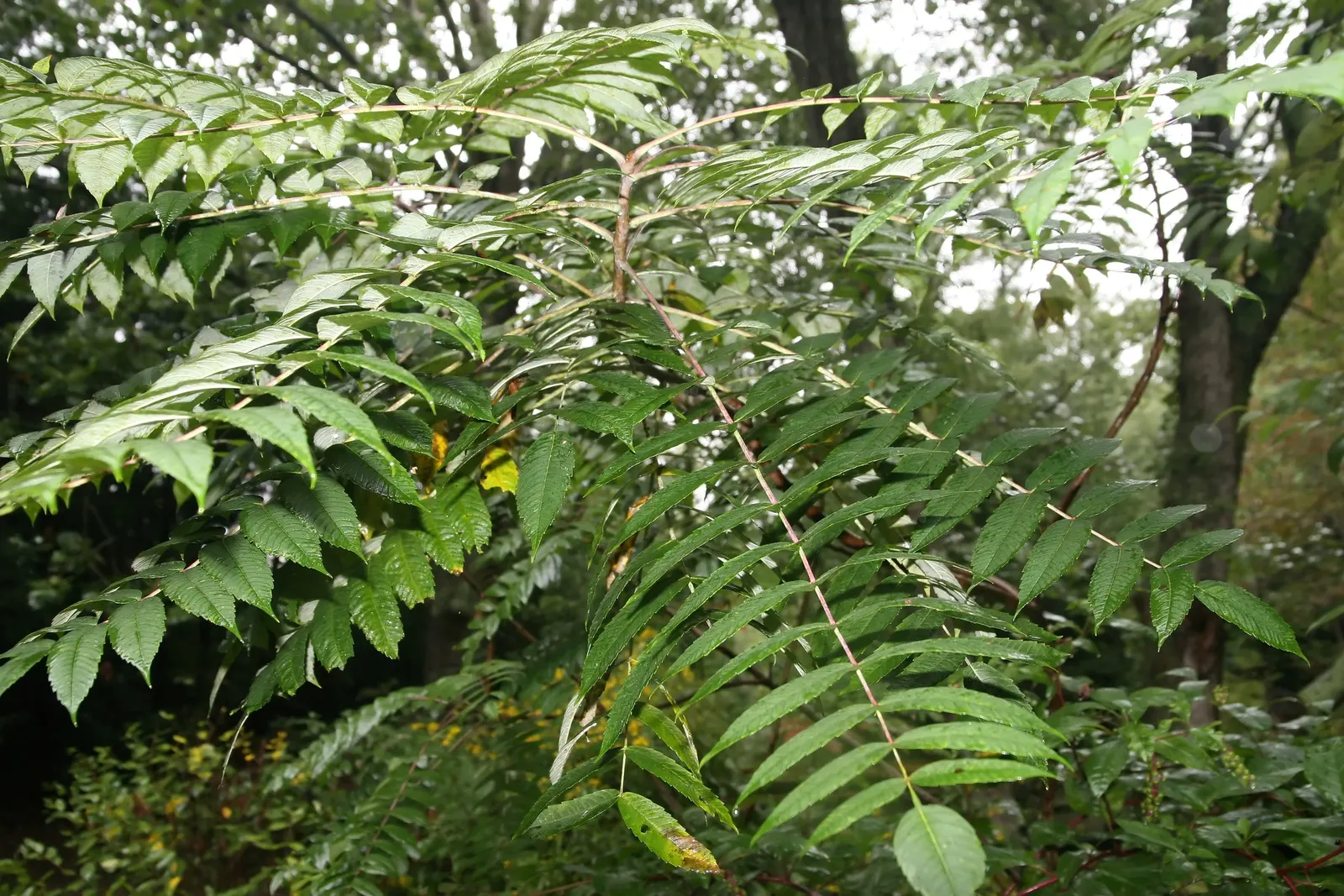 Smooth Sumac (Rhus Glabra) — this native North American species thrives in full sun to partial shade and prefers well-drained soil