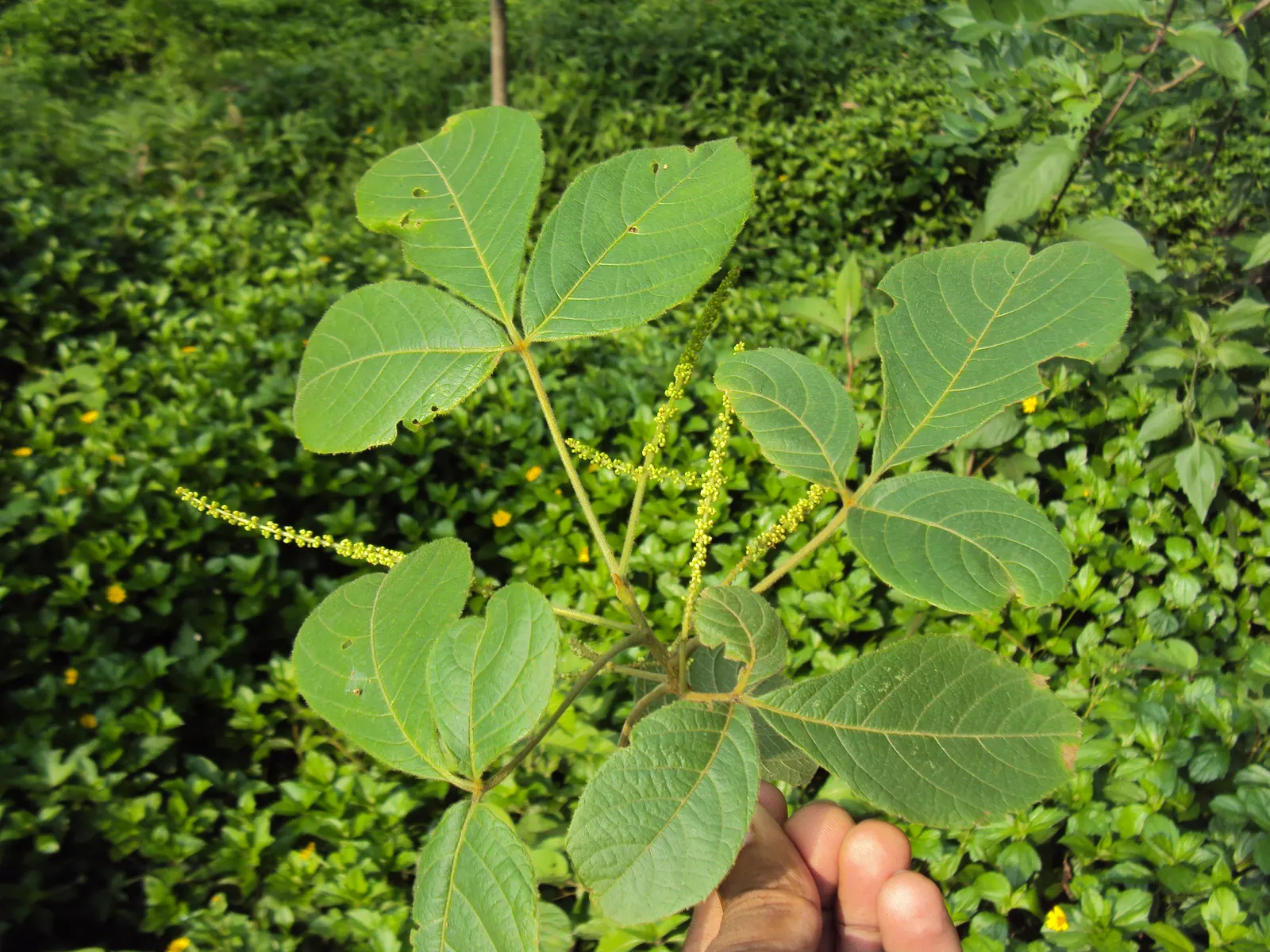 Smooth Sumac (Rhus Glabra) — Ideal for naturalized or wildlife gardens