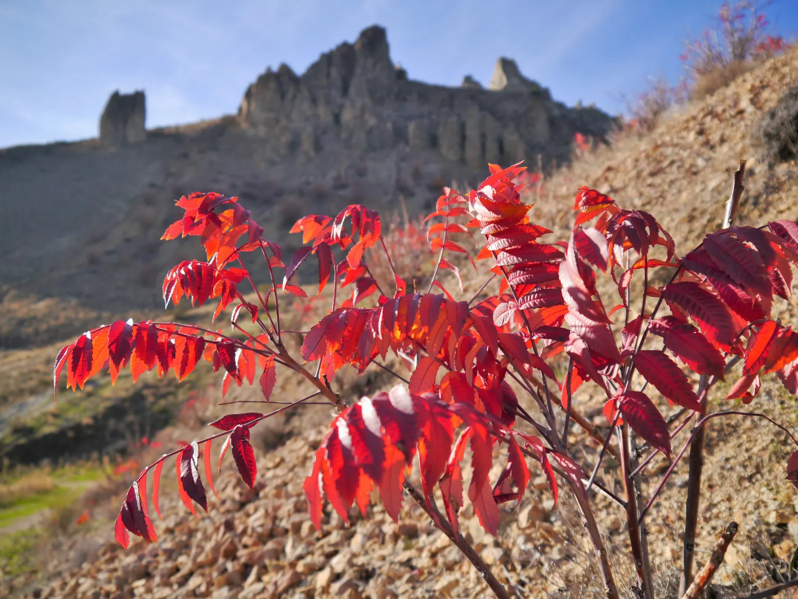 Smooth Sumac (Rhus Glabra) — shrub / tree for full or half or shade