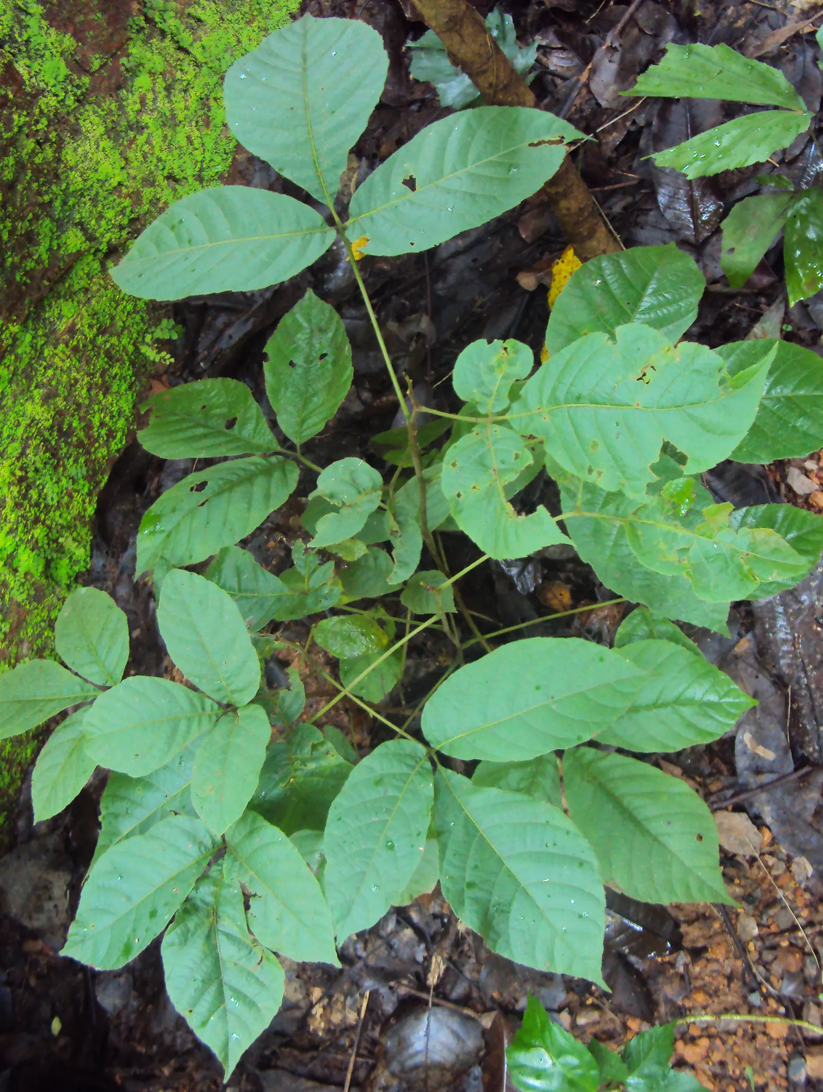 Smooth Sumac (Rhus Glabra) — This hardy plant thrives in USDA zones 3-9; consisting of 11 to 31 individual leaflets