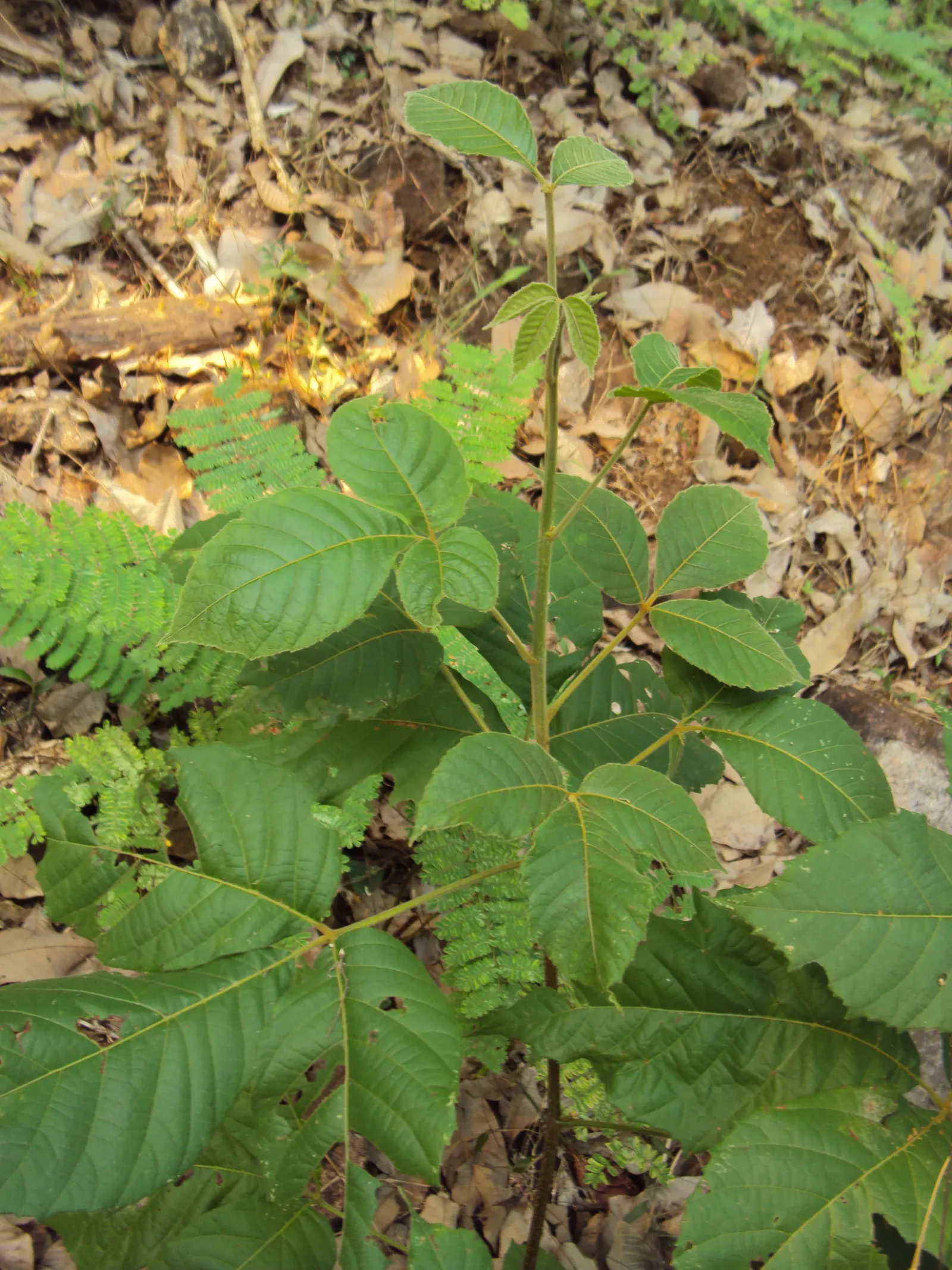 Smooth Sumac (Rhus Glabra) — these deep green leaves transform into a vibrant spectacle of reds and oranges; its form is rounded to open, with a tendency to
