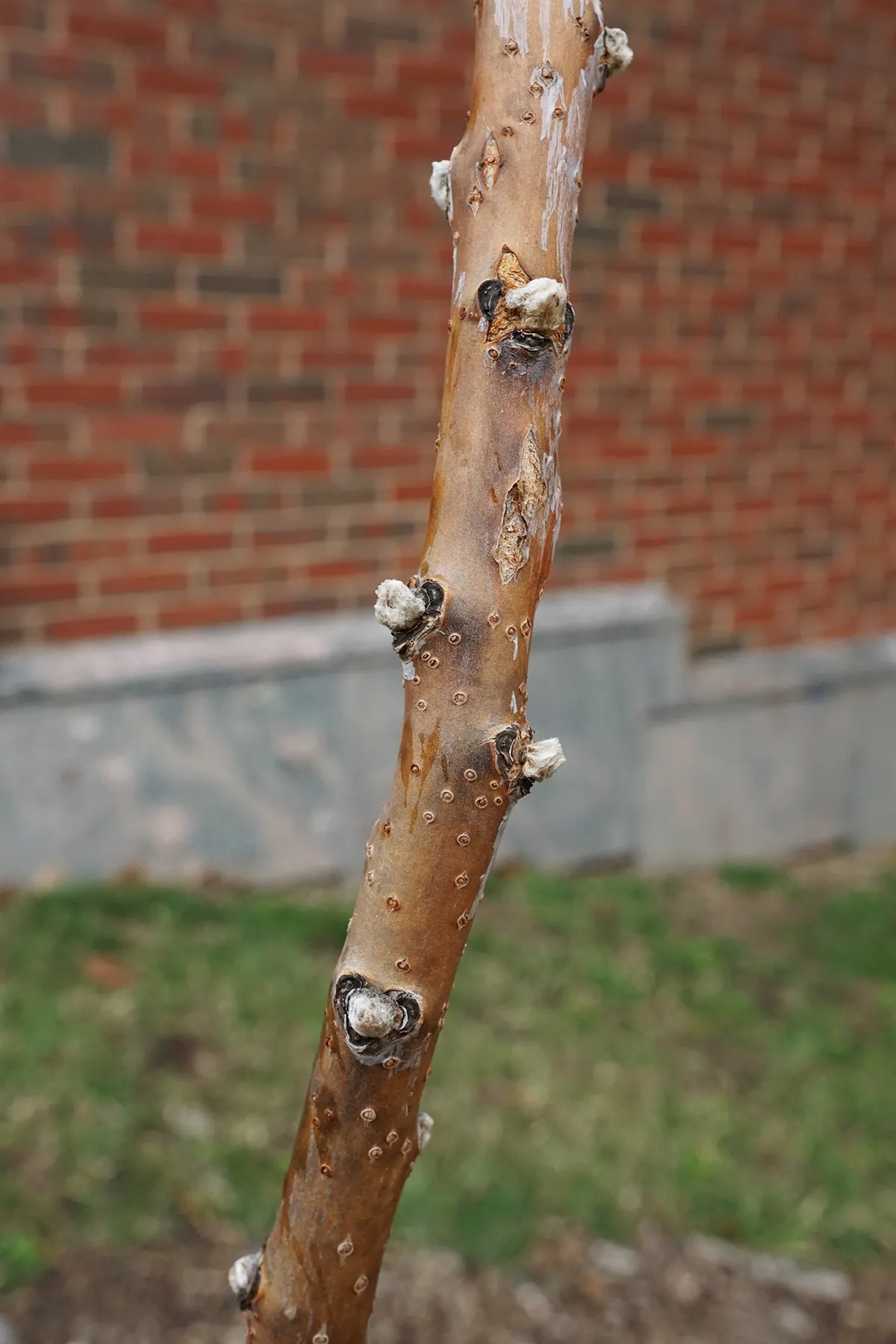 Smooth Sumac (Rhus Glabra) — Smooth Sumac (Rhus glabra) is a deciduous shrub native to North America; reaches 10-15 ft in height, image 59