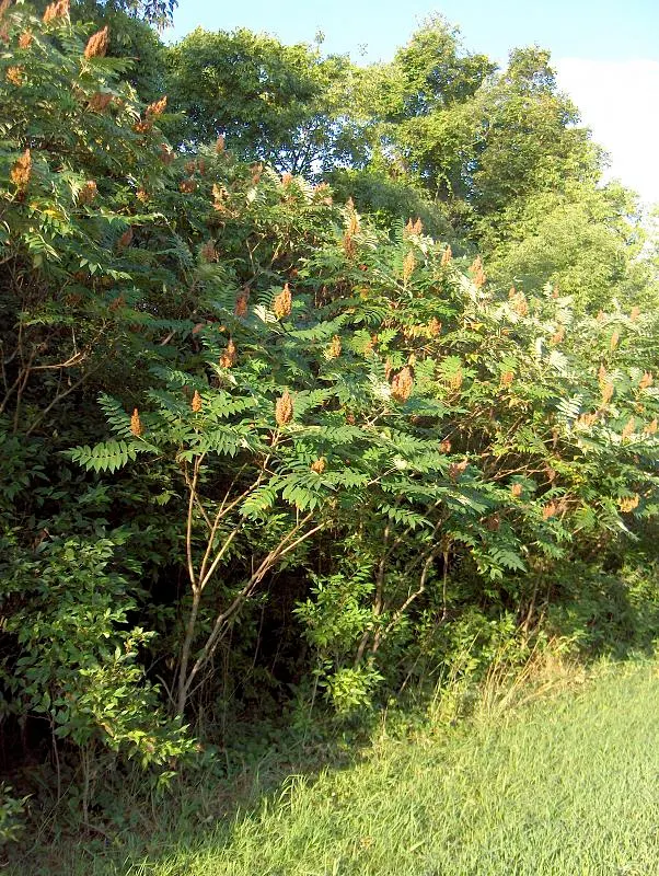 Smooth Sumac (Rhus Glabra) — which extend from 12 to 24 inches in length; shrub / tree for full or half or shade