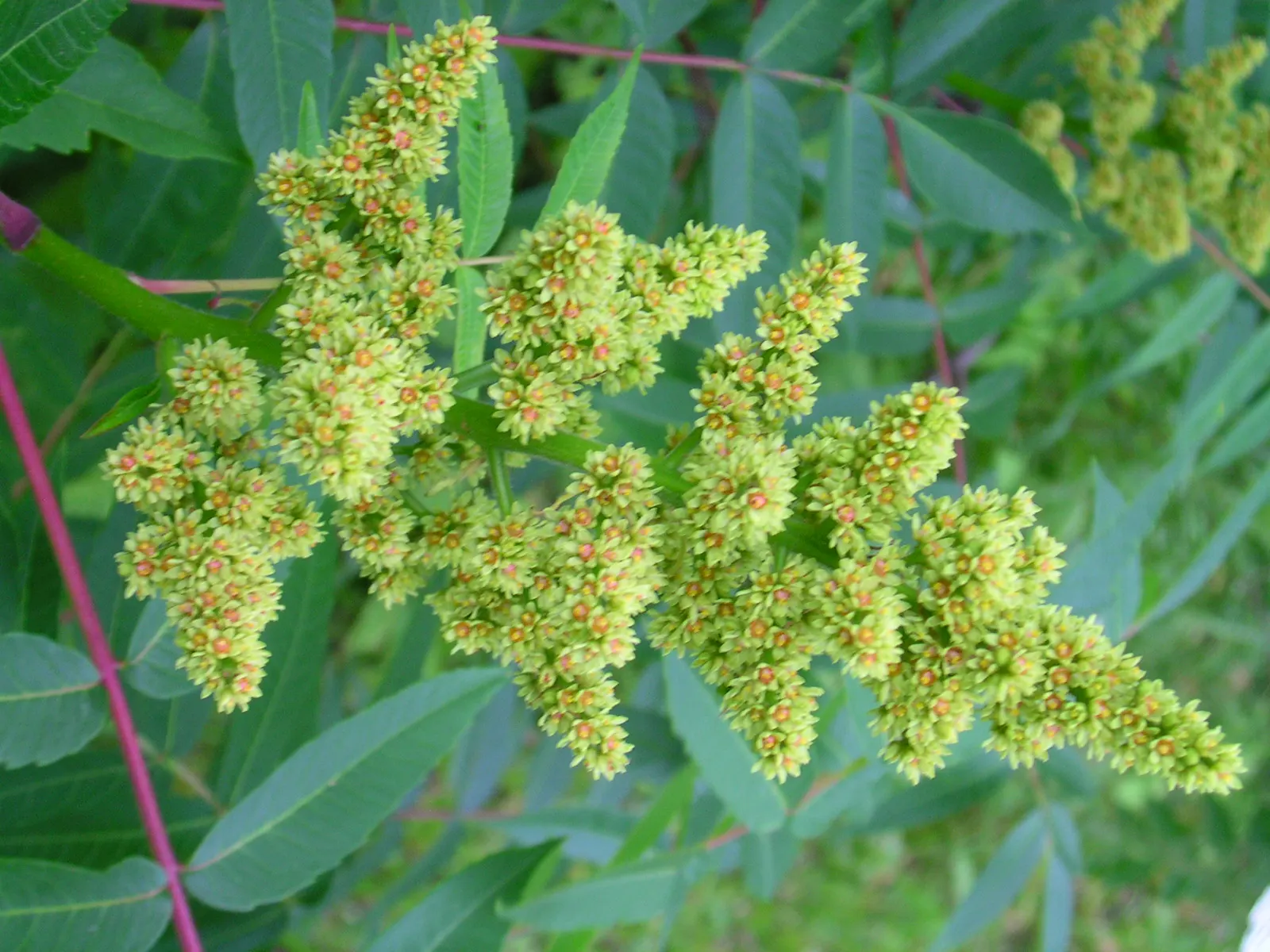 Smooth Sumac (Rhus Glabra) — deciduous shrub that offers striking visual interest throughout the year