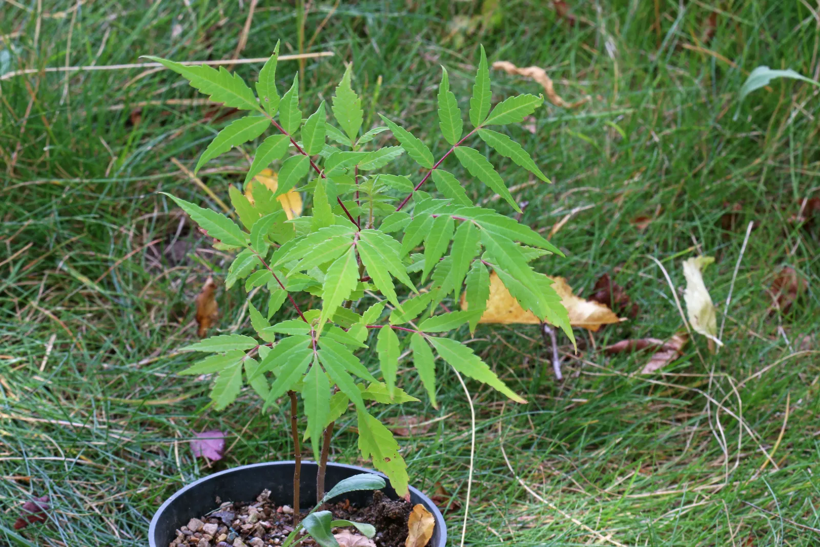 Smooth Sumac (Rhus Glabra) — which is an essential consideration for garden designs that aim to maximize wildlife attraction