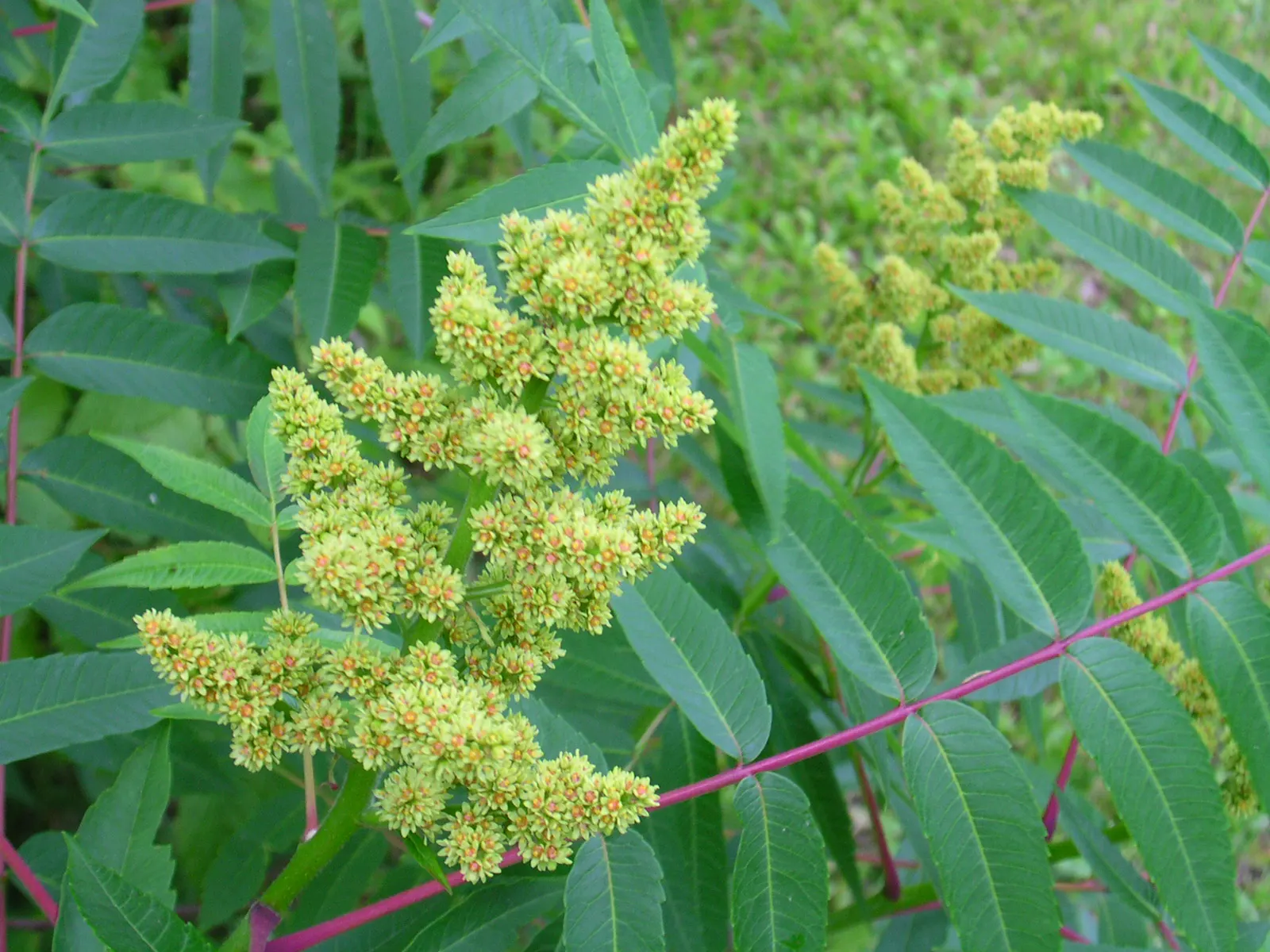 Smooth Sumac (Rhus Glabra) — making it an exceptional choice for landscape designs seeking a balance of color