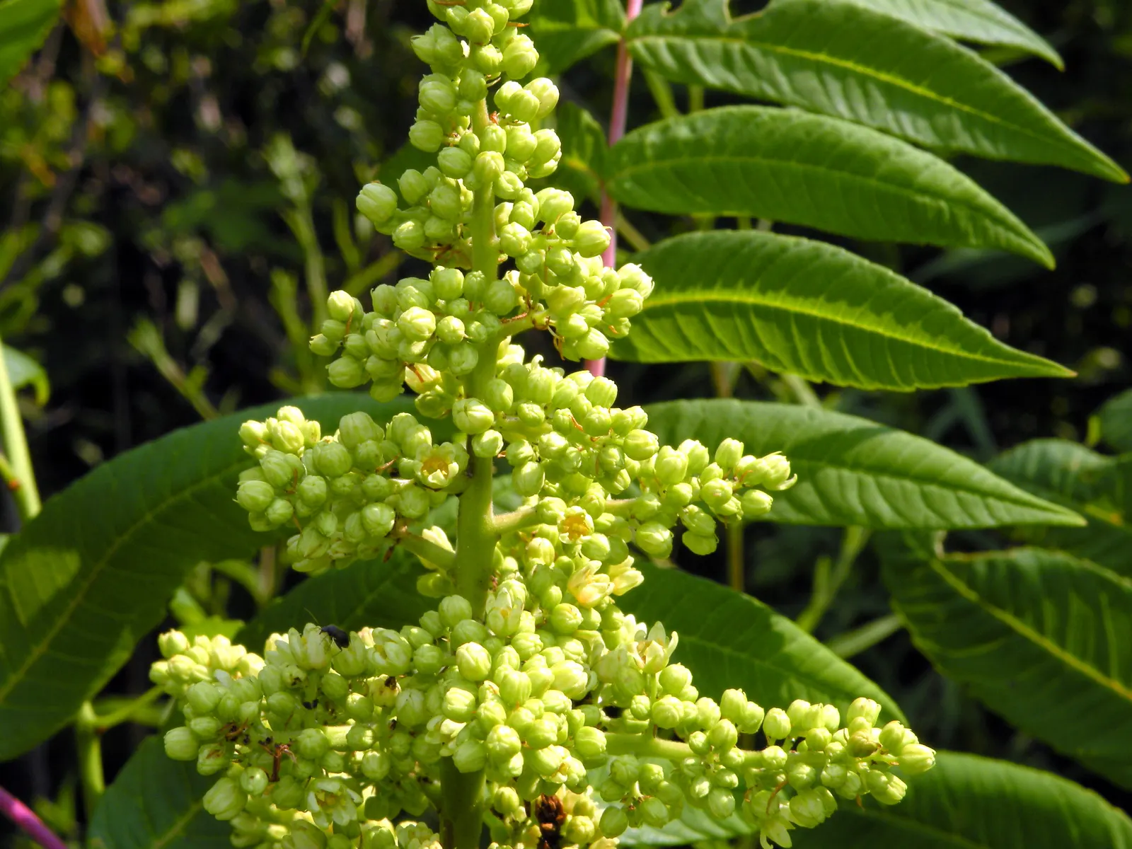 Smooth Sumac (Rhus Glabra) — which is an essential consideration for garden designs that aim to maximize wildlife attraction; and spreads 10-20 ft wide