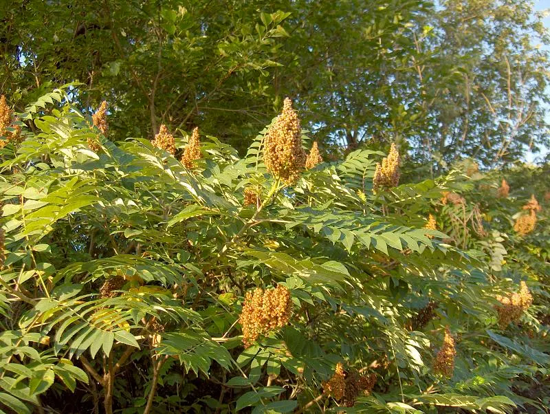 Smooth Sumac (Rhus Glabra) — reaches 10-15 ft in height; requiring both male and female plants for fruit production