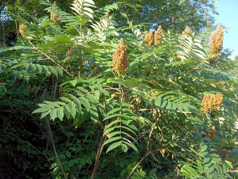 Smooth Sumac (Rhus Glabra) — Note that Rhus glabra is dioecious; offering a dramatic seasonal display
