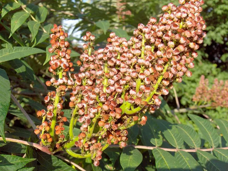 Smooth Sumac (Rhus Glabra) — making it a robust choice for many landscapes across the United States
