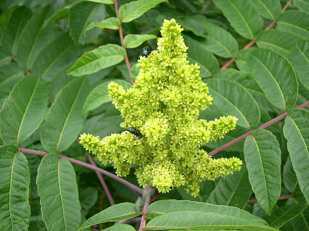 Smooth Sumac (Rhus Glabra) — This hardy plant thrives in USDA zones 3-9