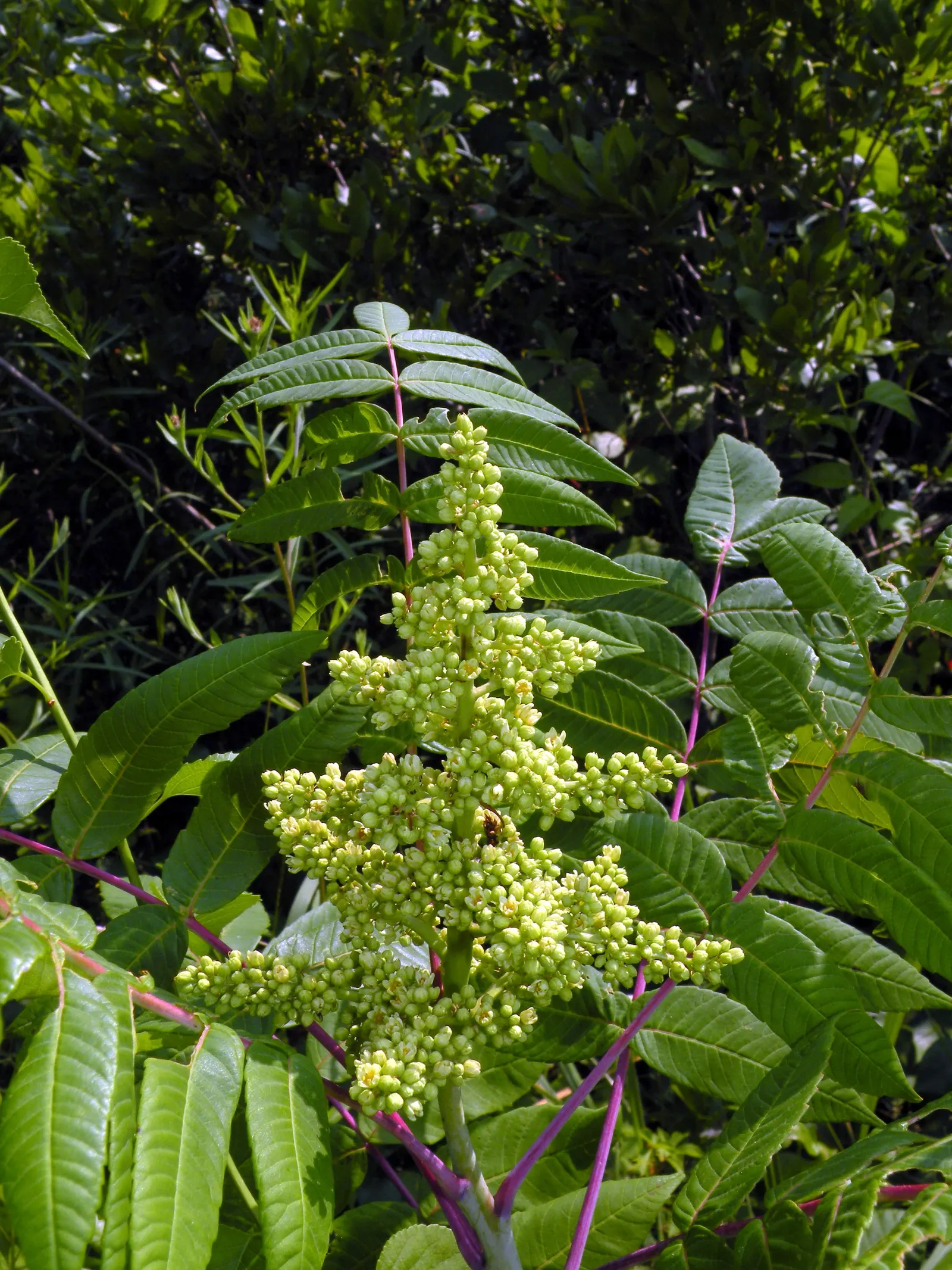 Smooth Sumac (Rhus Glabra) — This hardy plant thrives in USDA zones 3-9; consisting of 11 to 31 individual leaflets, image 61