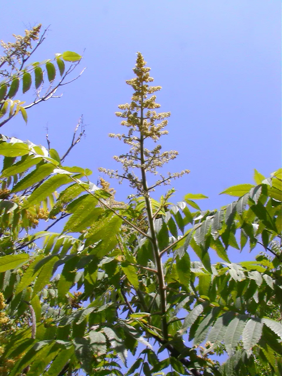 Smooth Sumac (Rhus Glabra) — although it can reach up to 20 feet in optimal conditions; smooth Sumac (Rhus glabra) is a deciduous shrub native to North America