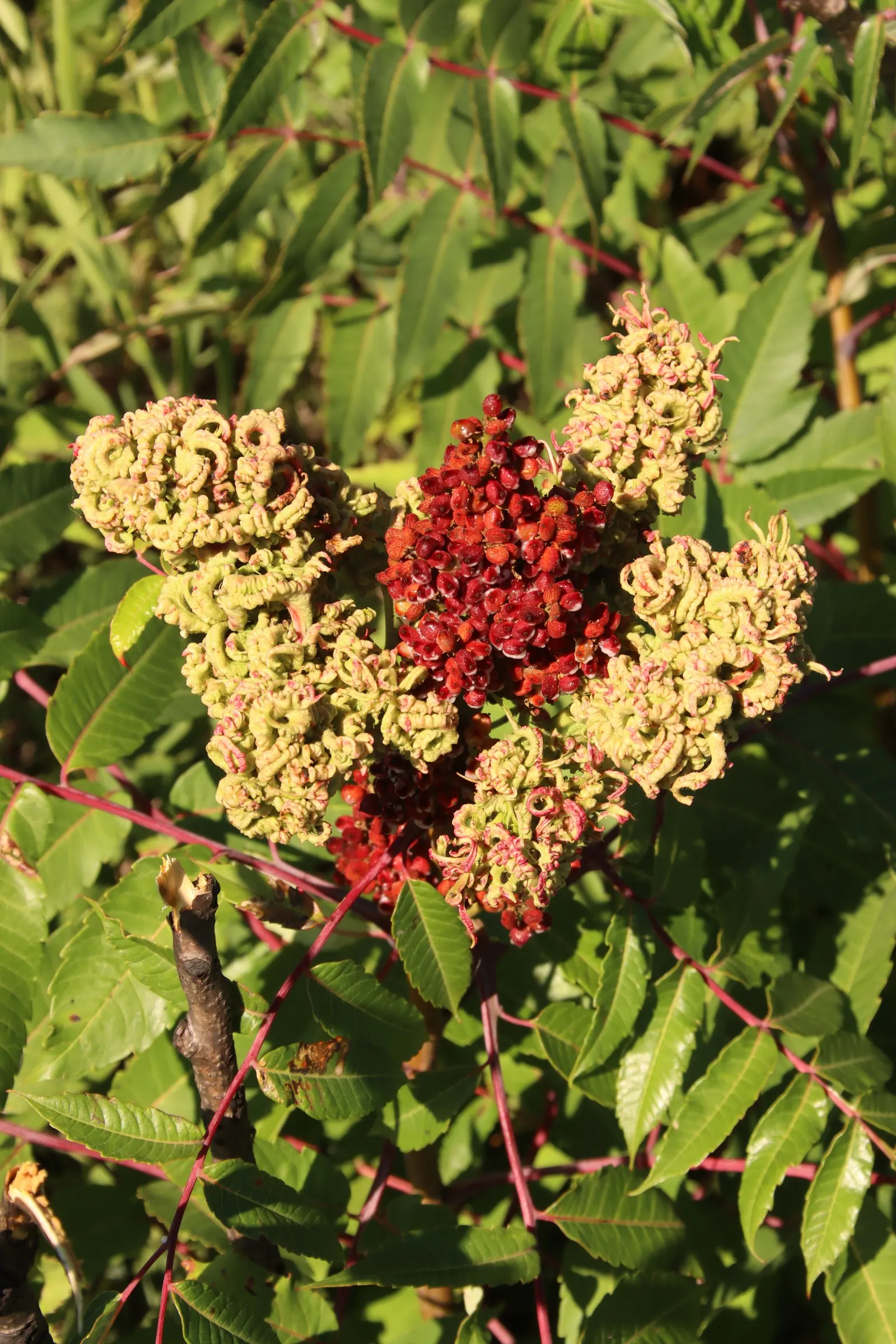 Smooth Sumac (Rhus Glabra) — reaches 10-15 ft in height