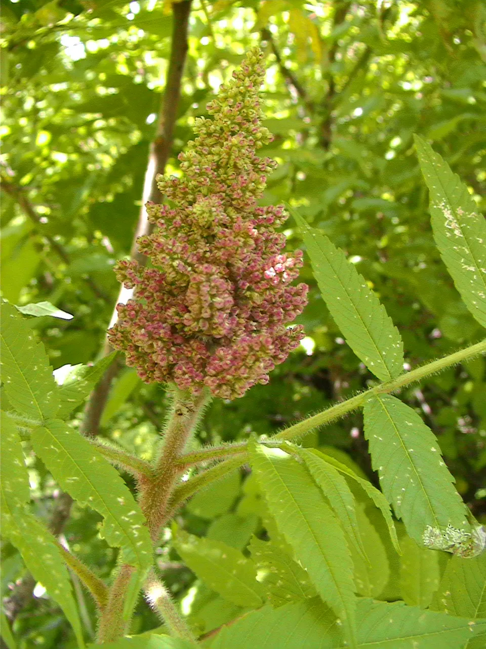 Smooth Sumac (Rhus Glabra) — scientifically referred to as Rhus glabra; admired for its vivid red fall foliage and pyramidal clusters of dark red berries