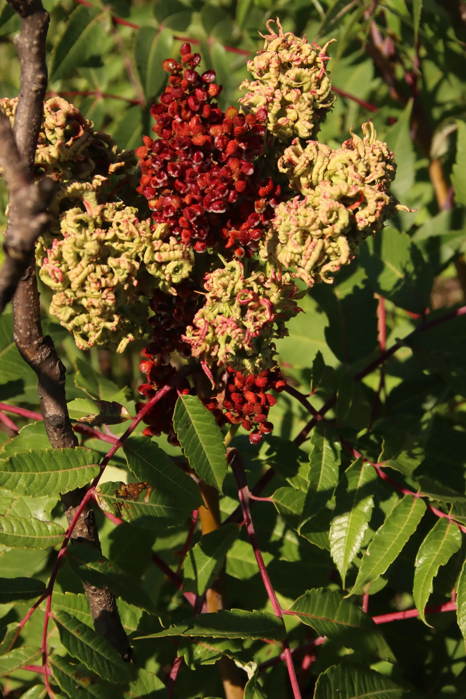 Smooth Sumac (Rhus Glabra) — Note that Rhus glabra is dioecious
