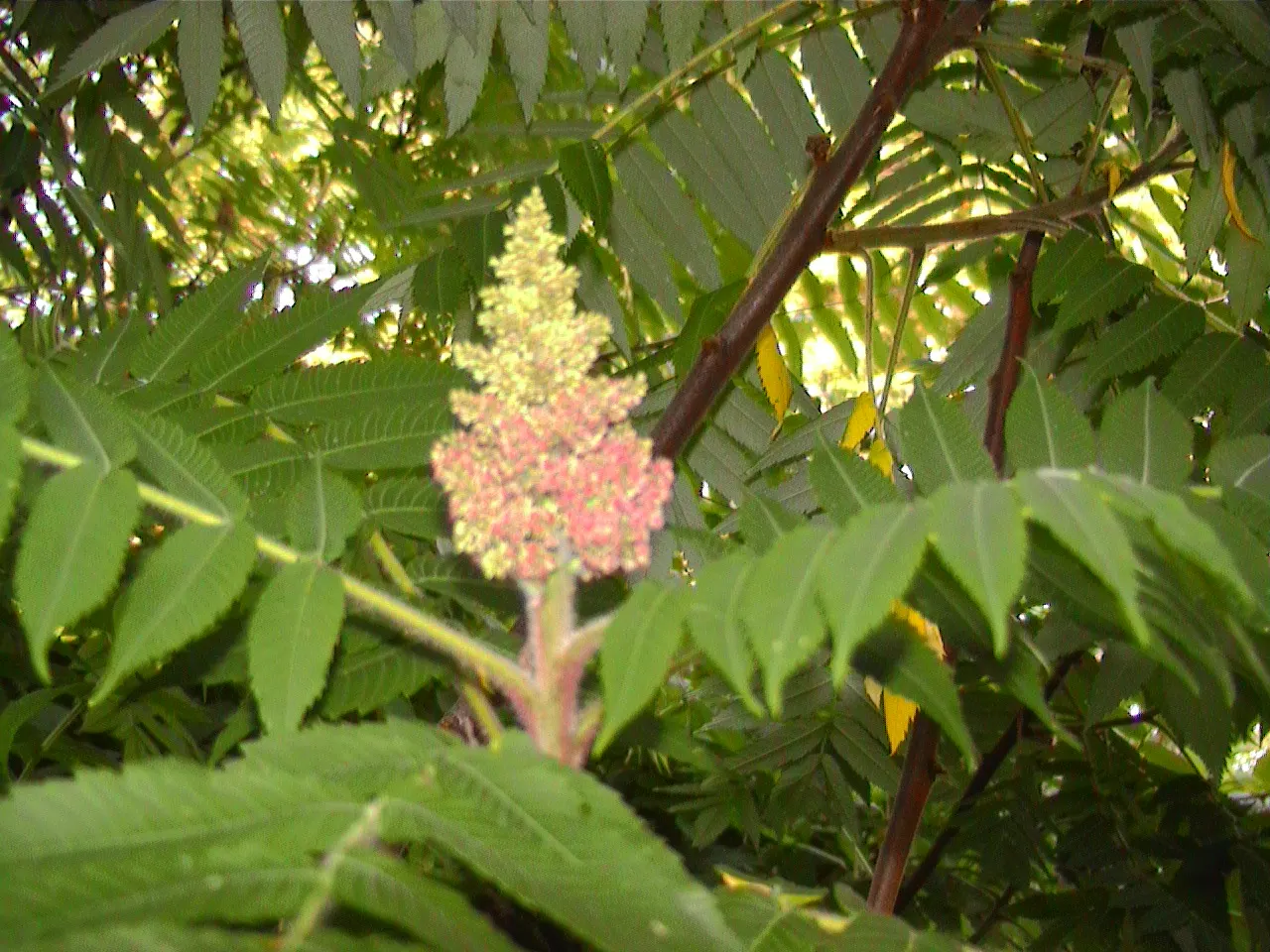 Smooth Sumac (Rhus Glabra) — Landscape architects often employ this shrub for mass plantings, image 44