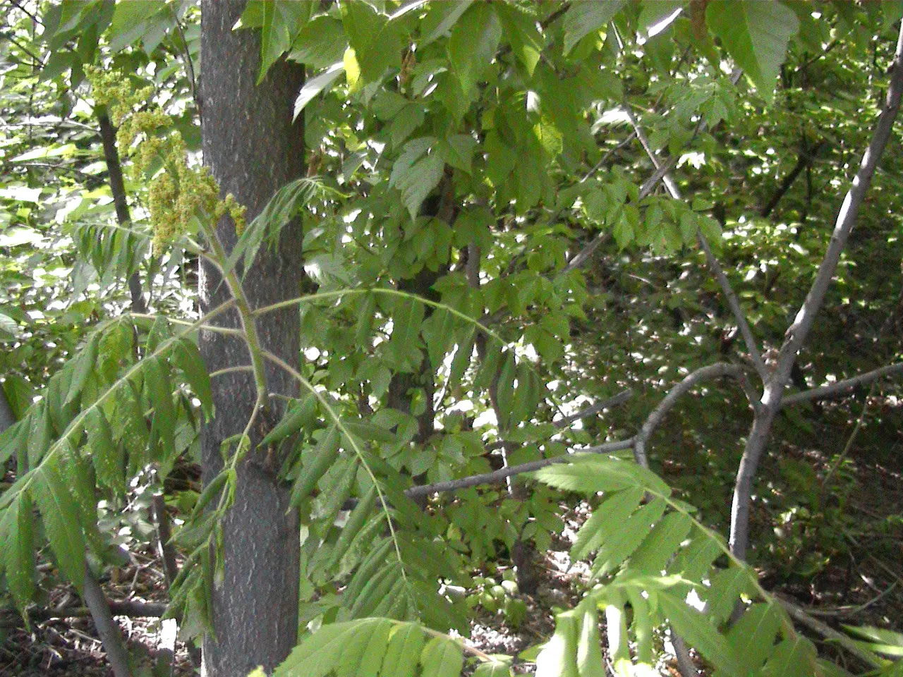 Smooth Sumac (Rhus Glabra) — providing visual interest and food for wildlife.<br><br>Adaptable to a variety of soil conditions
