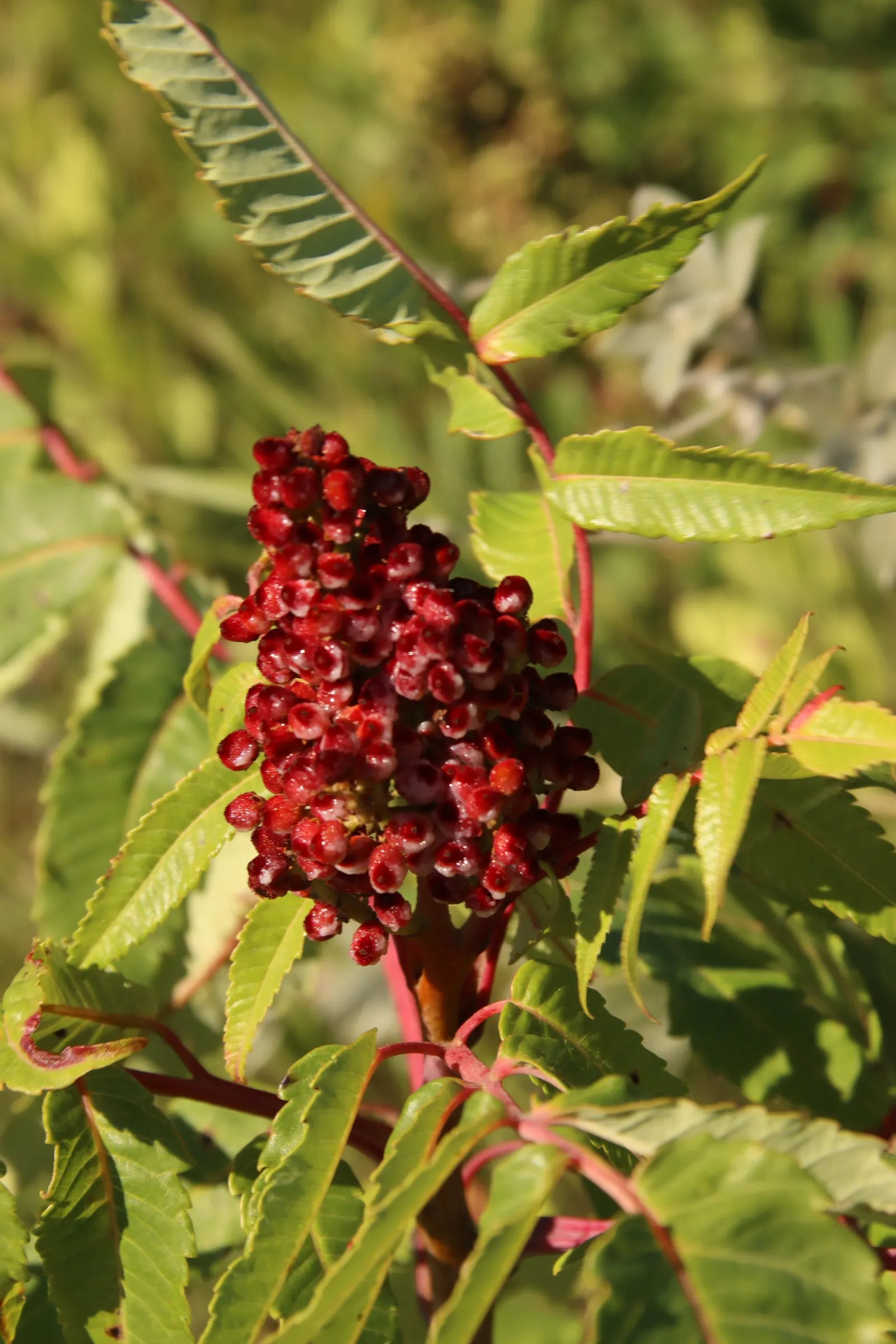 Smooth Sumac (Rhus Glabra) — scientifically referred to as Rhus glabra