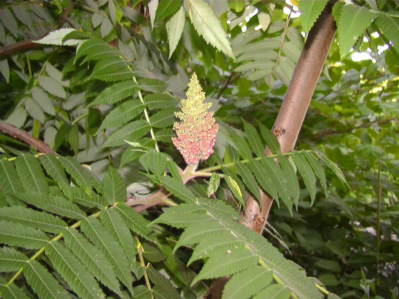 Smooth Sumac (Rhus Glabra) — offering a dramatic seasonal display