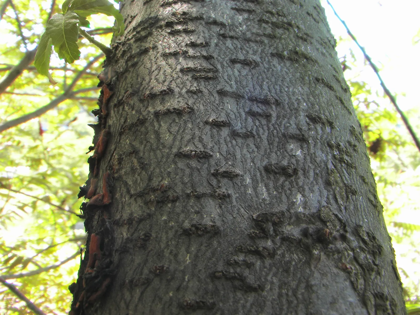 Smooth Sumac (Rhus Glabra) — consisting of 11 to 31 individual leaflets; its extensive root system provides excellent erosion control, while the berries