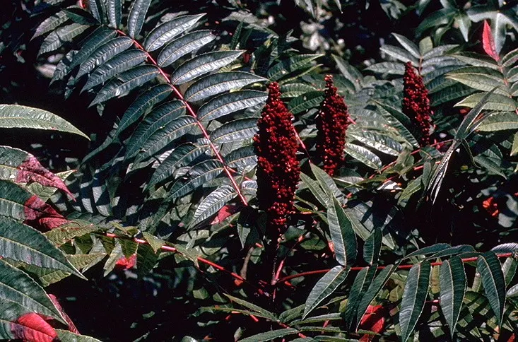 Smooth Sumac (Rhus Glabra) — reaches 10-15 ft in height; requiring both male and female plants for fruit production, image 62