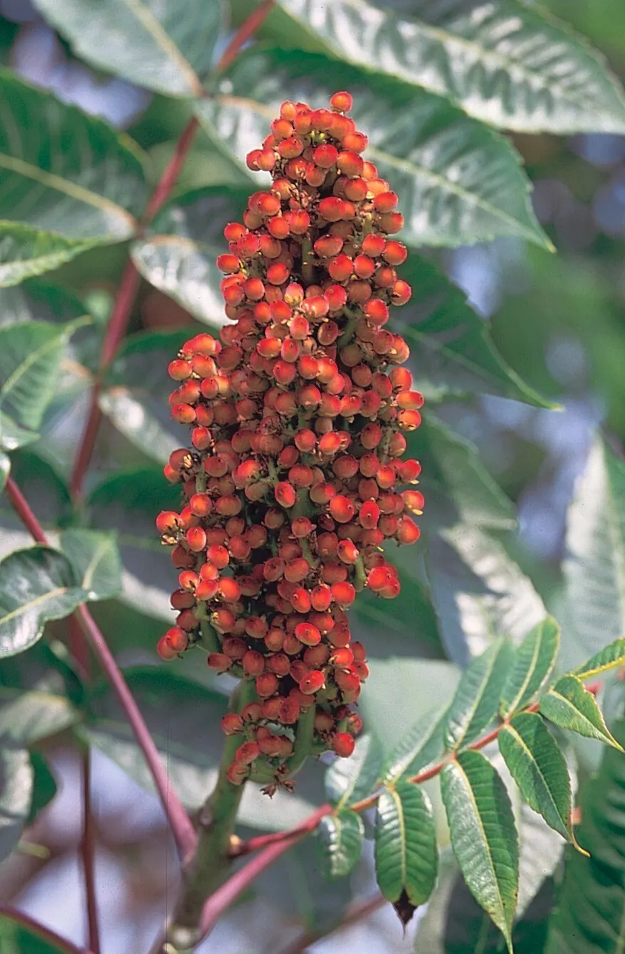 Smooth Sumac (Rhus Glabra) — these deep green leaves transform into a vibrant spectacle of reds and oranges