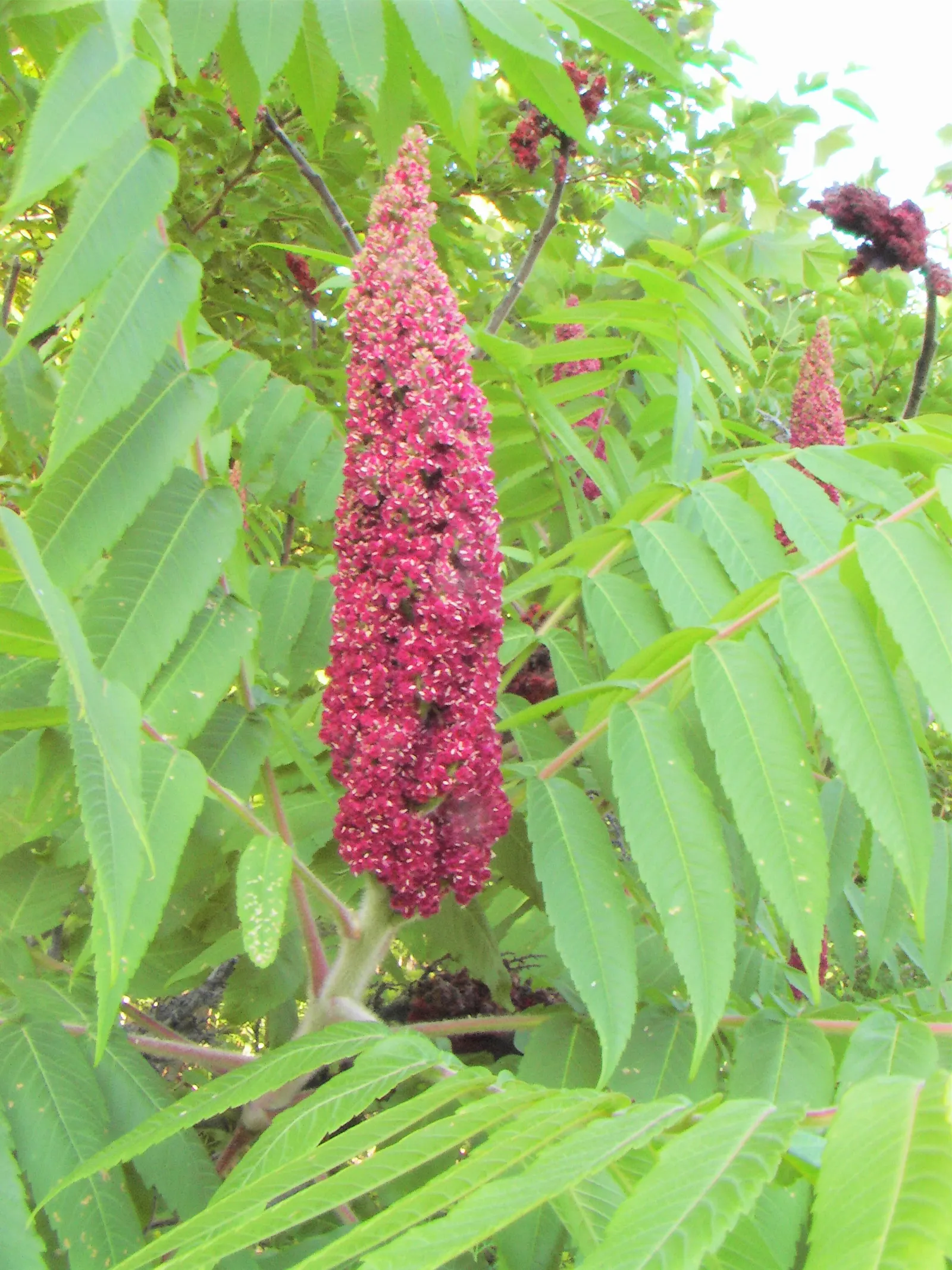 Smooth Sumac (Rhus Glabra) — and spreads 10-20 ft wide