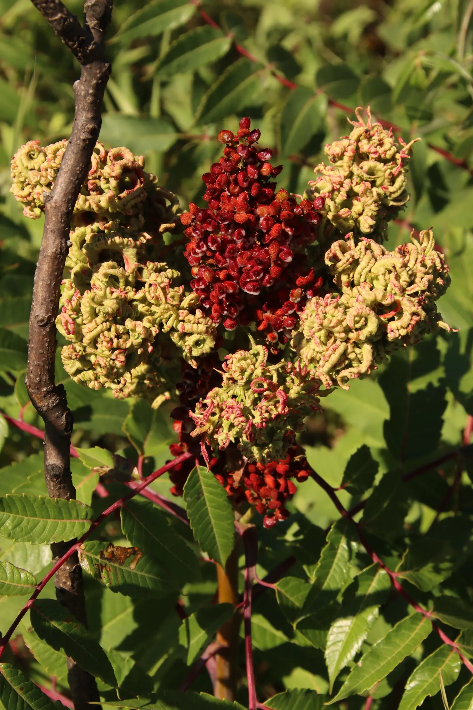 Smooth Sumac (Rhus Glabra) — Its extensive root system provides excellent erosion control, while the berries attract wildlife