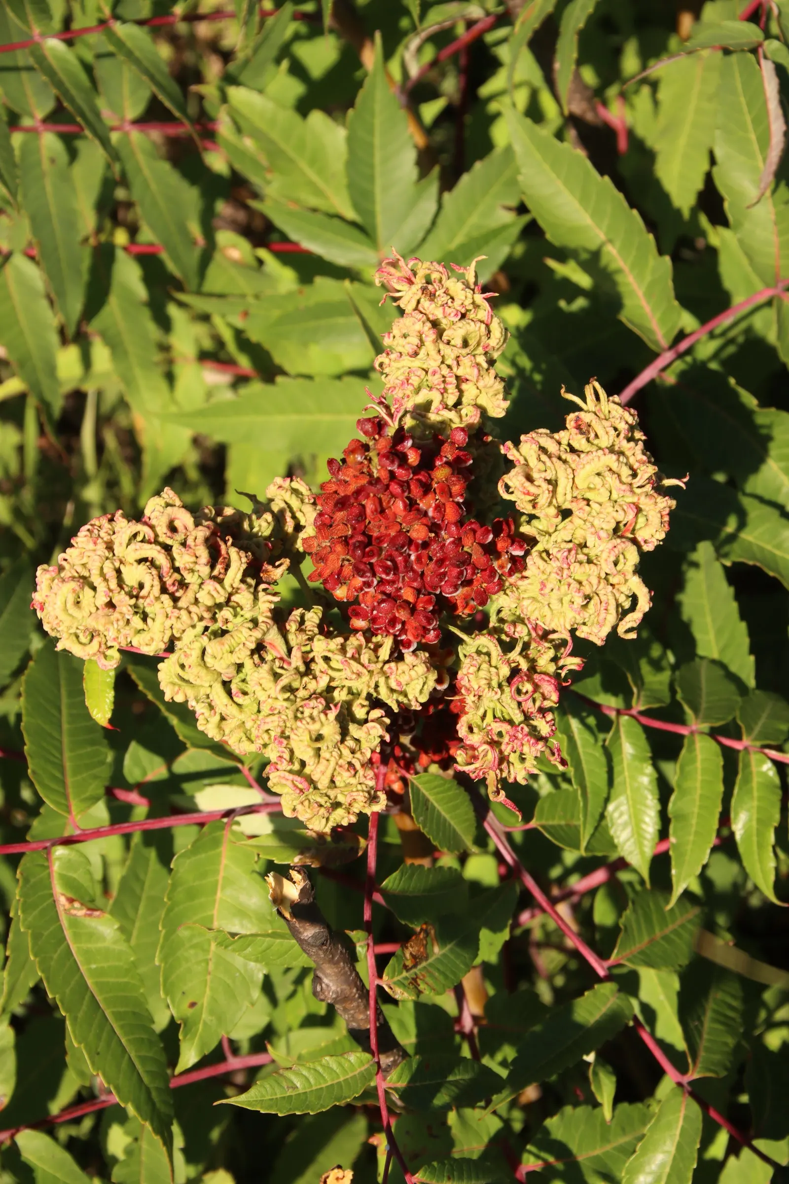 Smooth Sumac (Rhus Glabra) — and wildlife support.<br><br>Rhus glabra typically grows to a height of 5 to 15 feet with an equal spread