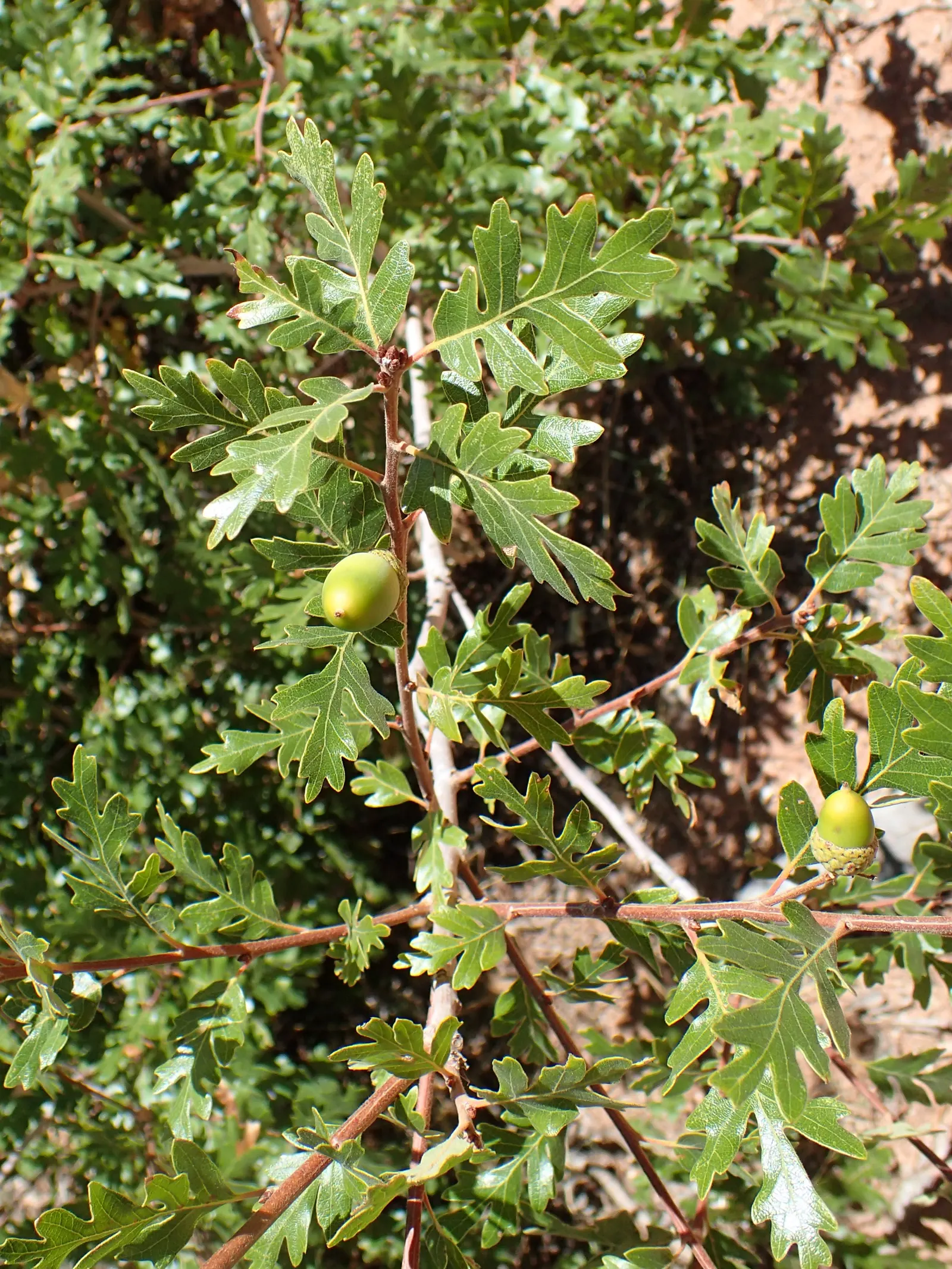 Gambel Oak (Quercus Gambelii) — It exhibits drought tolerance once established, making it suitable for regions with water restrictions; its rounded canopy