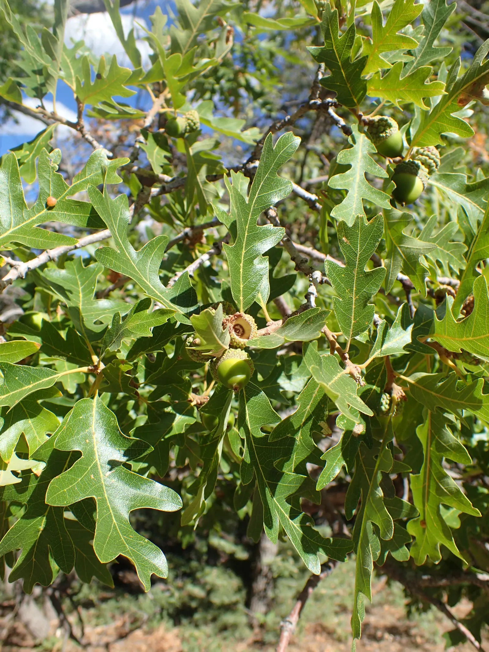 Gambel Oak (Quercus Gambelii) — The Gambel Oak (Quercus gambelii) is a deciduous tree native to the southwestern United States; adaptable to various soils, it