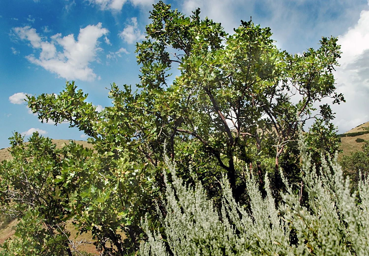 Gambel Oak (Quercus Gambelii) — with lobed leaves turning brilliant yellow to red in fall
