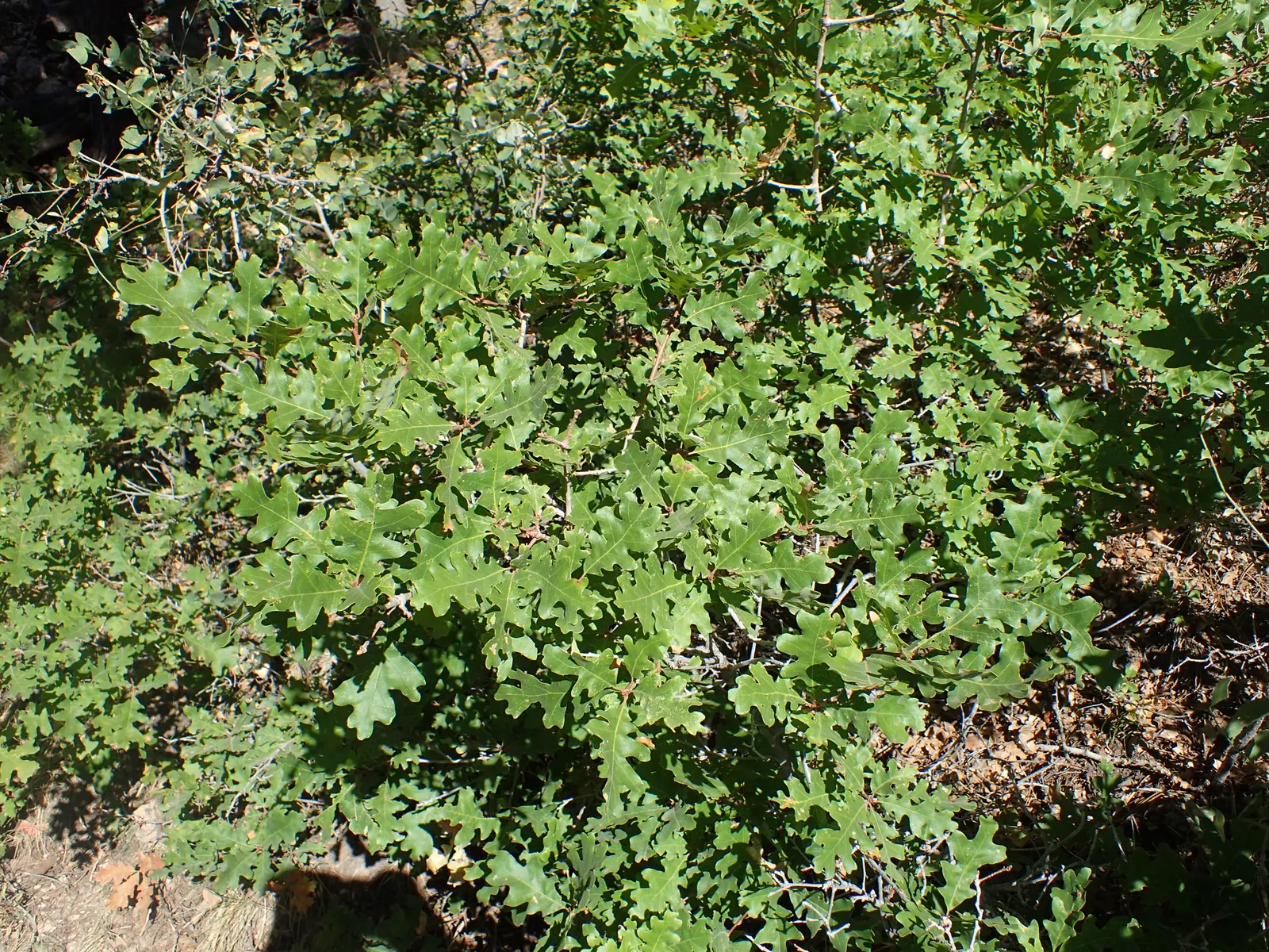 Gambel Oak (Quercus Gambelii) — This oak species is particularly admired for its adaptability and picturesque growth habit; offering habitat value, image 50