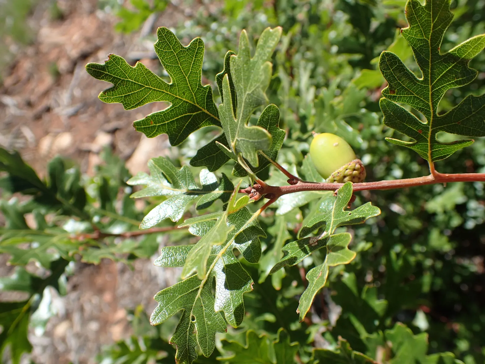 Gambel Oak (Quercus Gambelii) — The Gambel Oak (Quercus gambelii) is a deciduous tree native to the southwestern United States; adaptable to, image 41