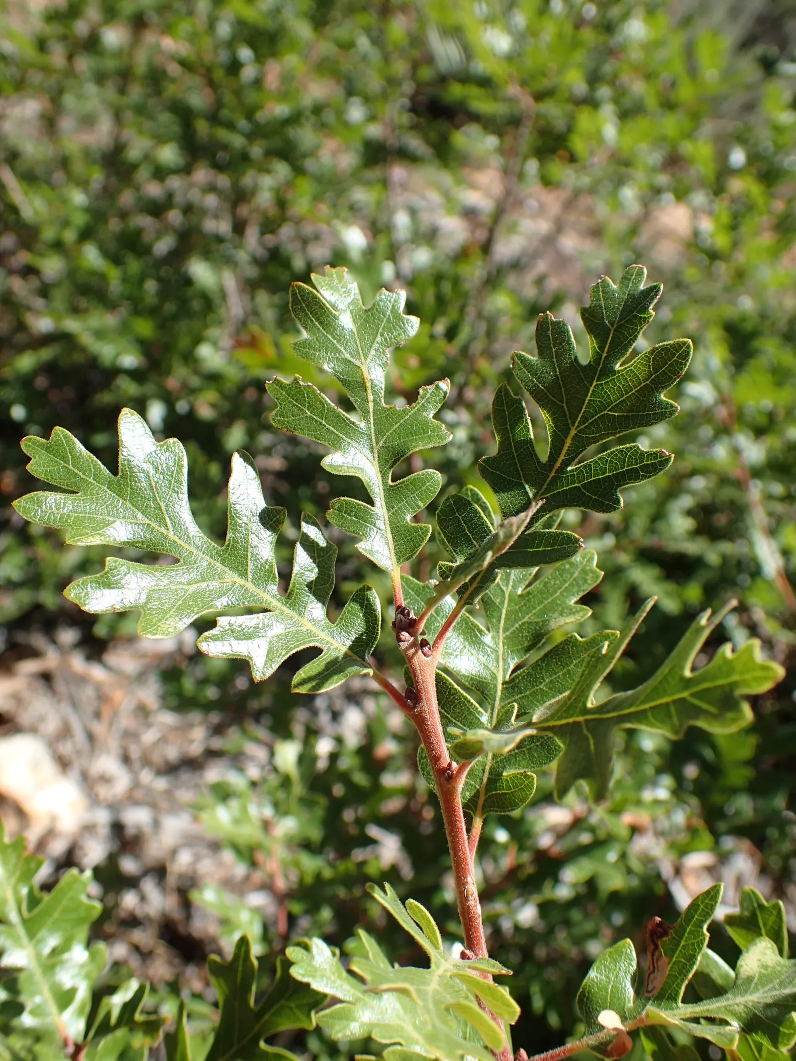 Gambel Oak (Quercus Gambelii) — Adaptable to various soils, it thrives in USDA Zone 4-9 and prefers full sun to partial shade; drought-tolerant, image 44