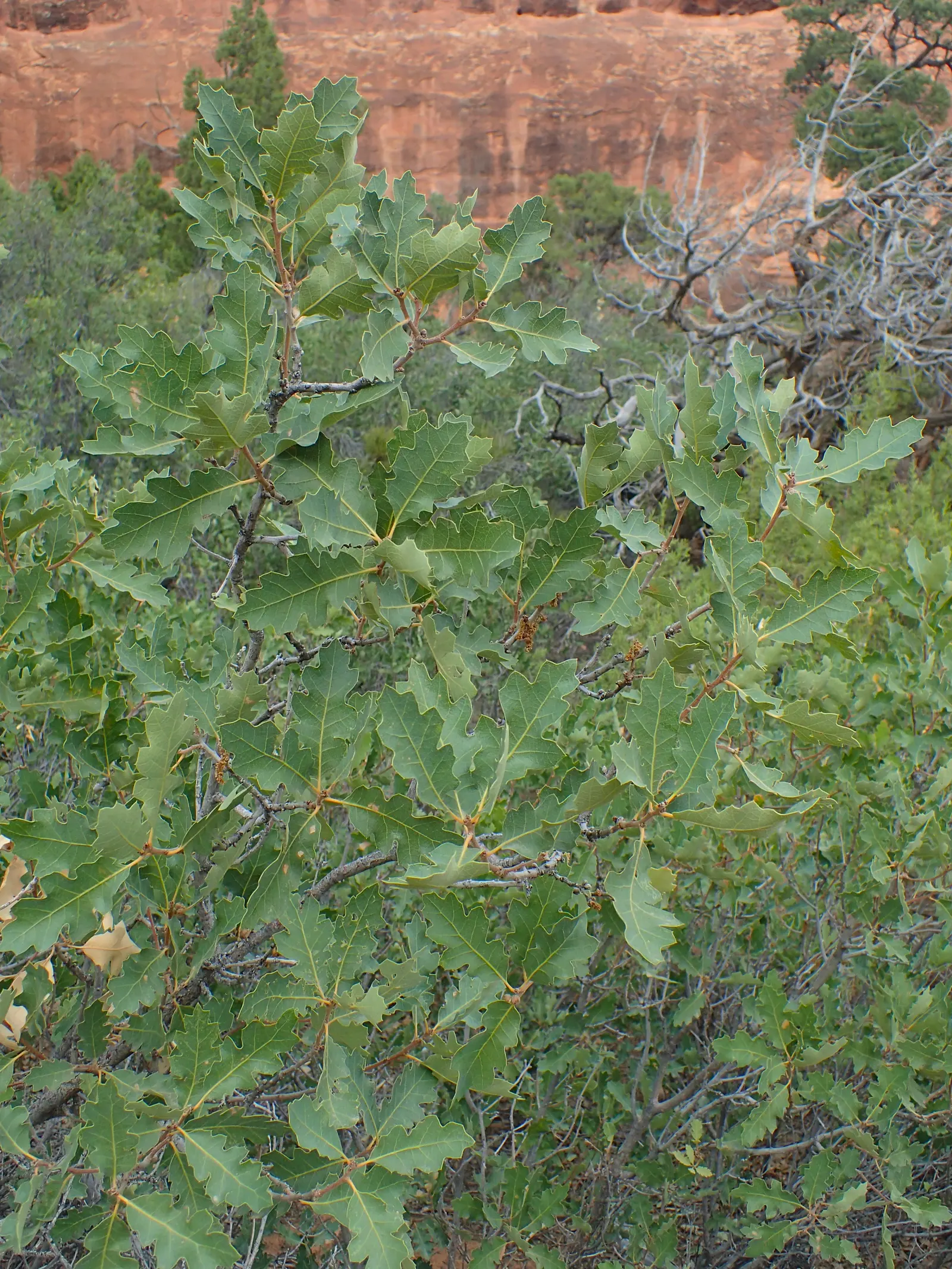 Gambel Oak (Quercus Gambelii) — offering habitat value with its acorns for wildlife; it's perfect for naturalistic designs, image 47