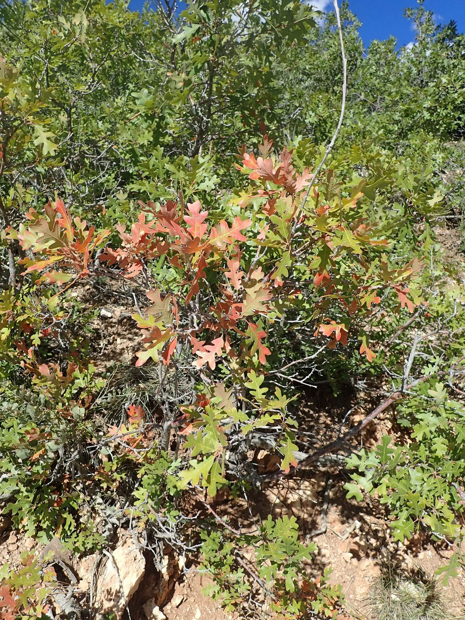 Gambel Oak (Quercus Gambelii) — it's perfect for naturalistic designs; rustic charm to the design