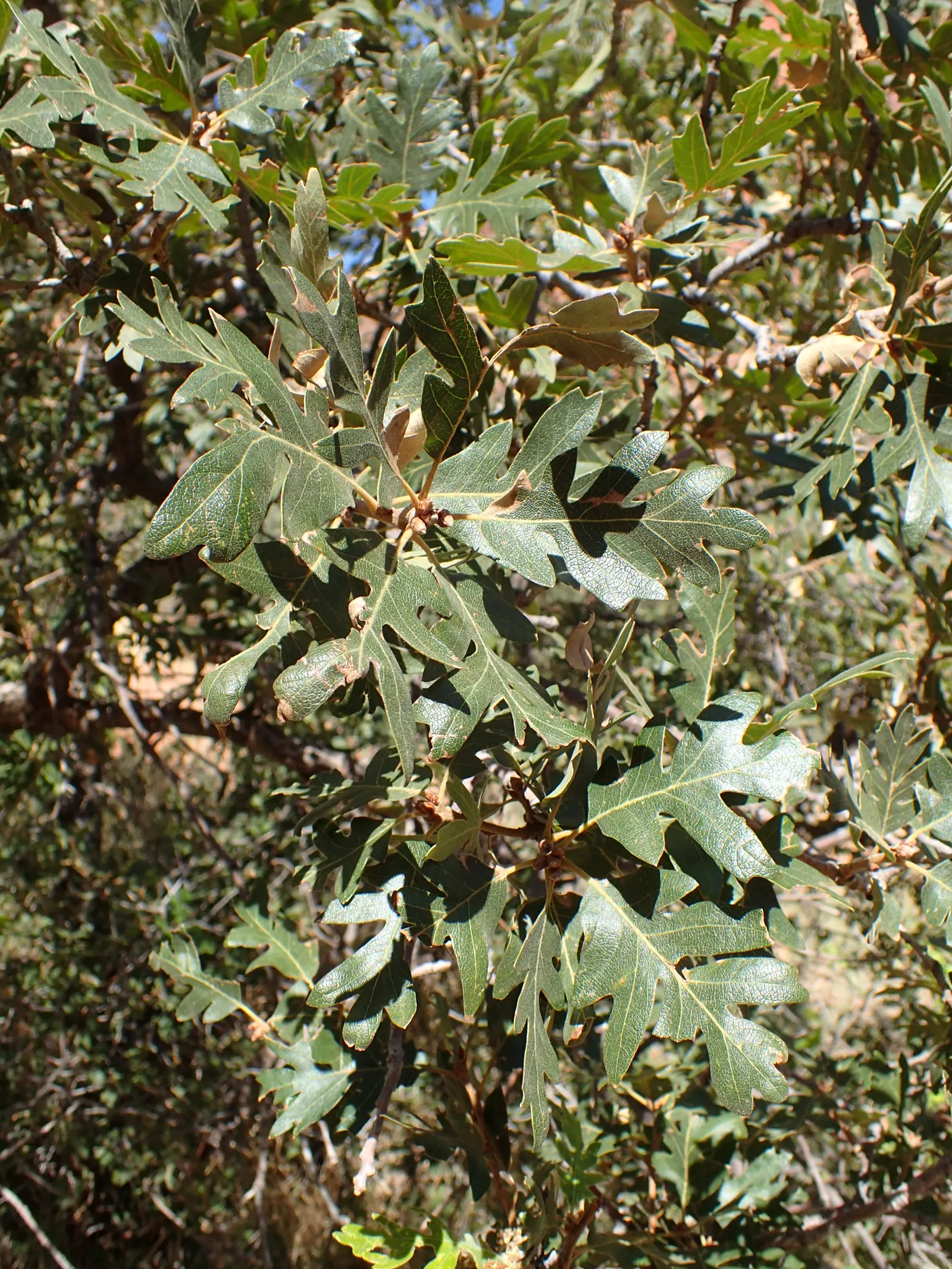 Gambel Oak (Quercus Gambelii) — turning a striking gold to crimson hue in the fall; scientifically known as Quercus gambelii, image 53