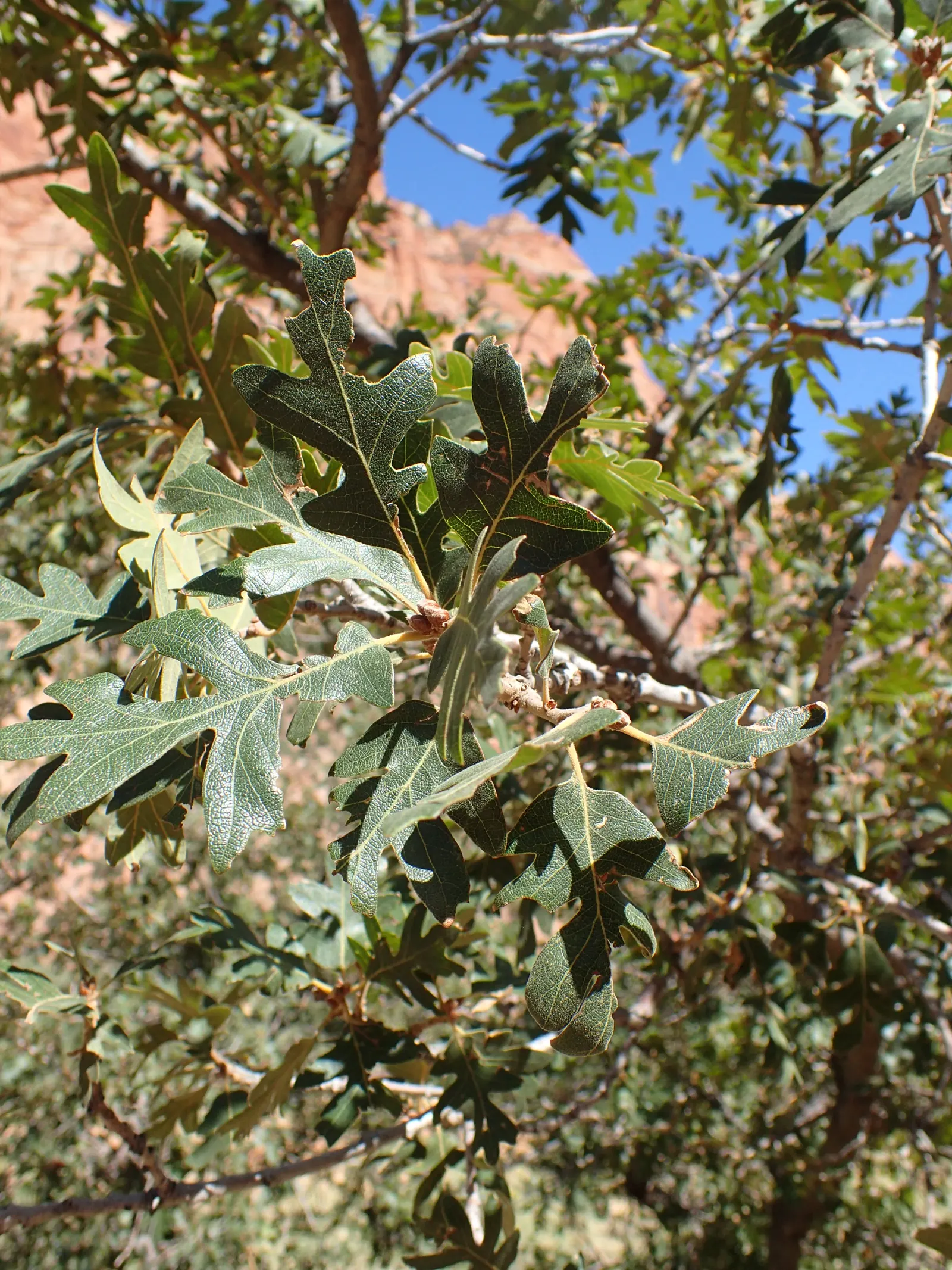 Gambel Oak (Quercus Gambelii) — Adaptable to various soils, it thrives in USDA Zone 4-9 and prefers full sun to partial shade; drought-tolerant once established